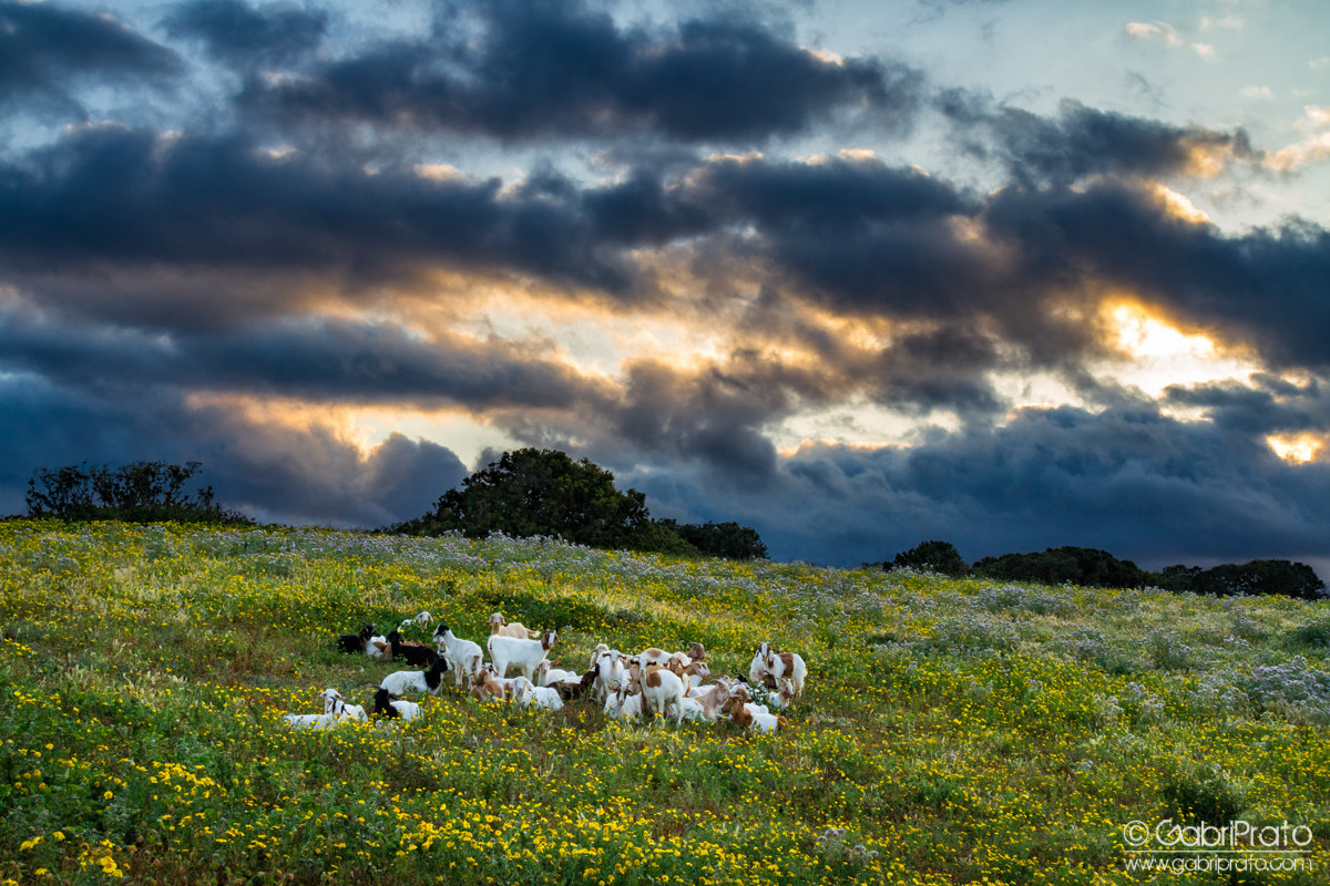 Profumo di primavera