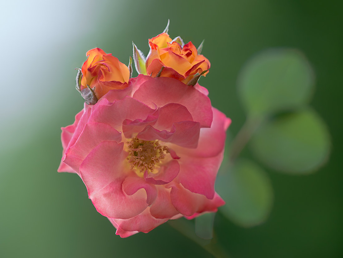 I am back to flower roses ...