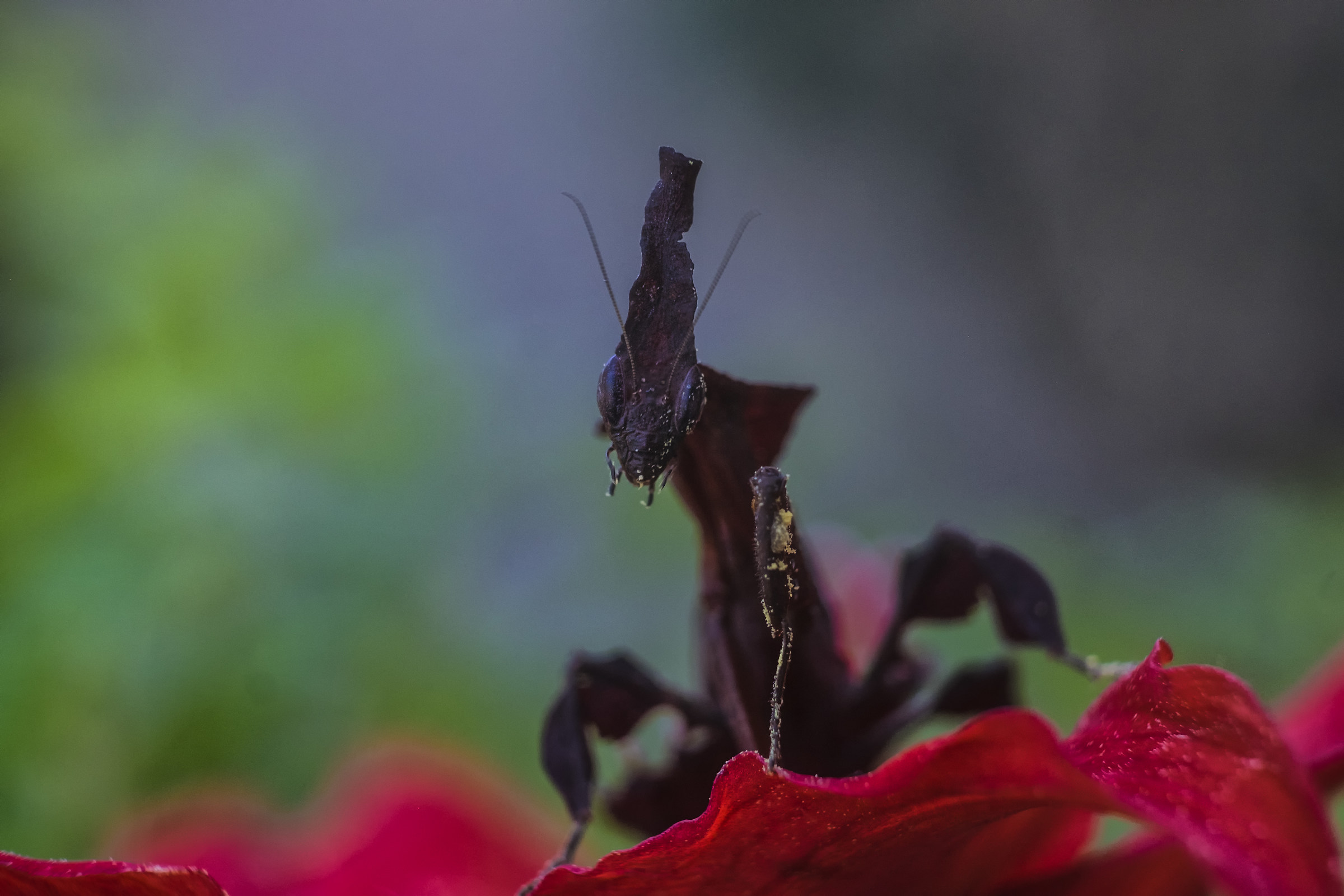 Phyllocrania paradoxa