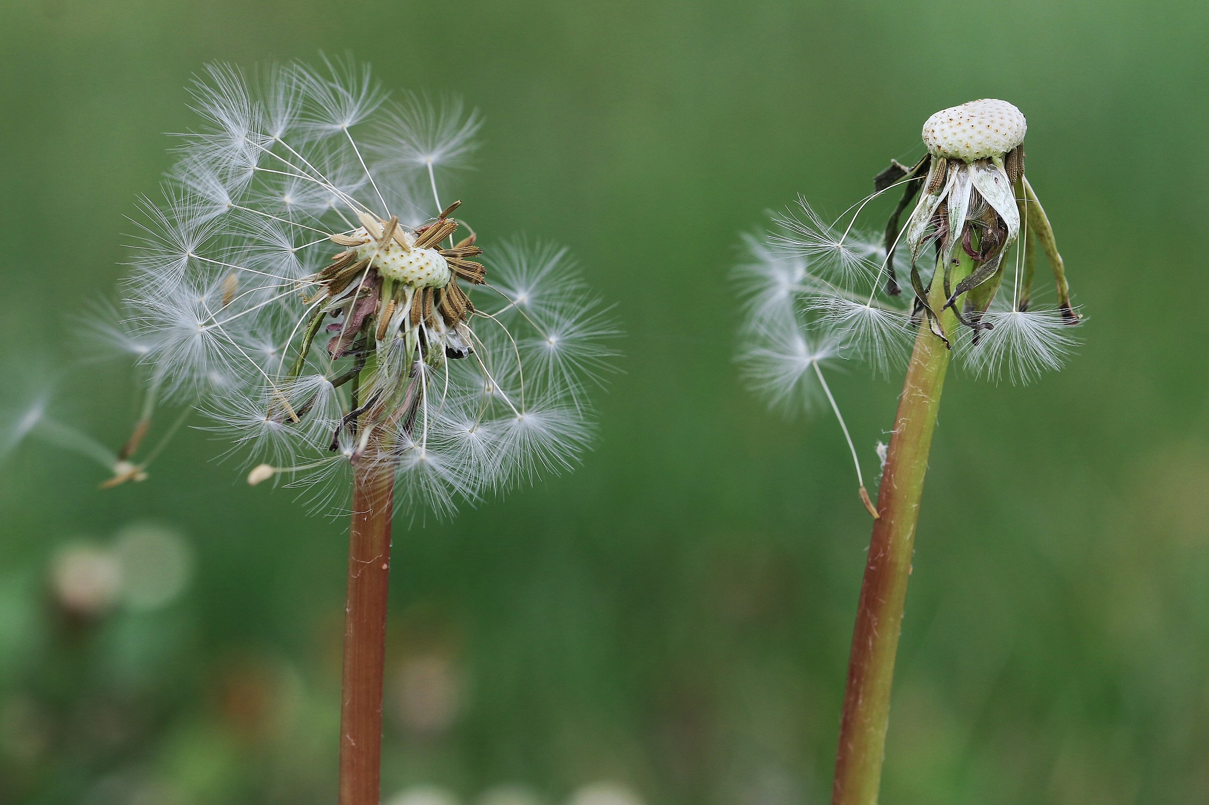 Dandelion.1