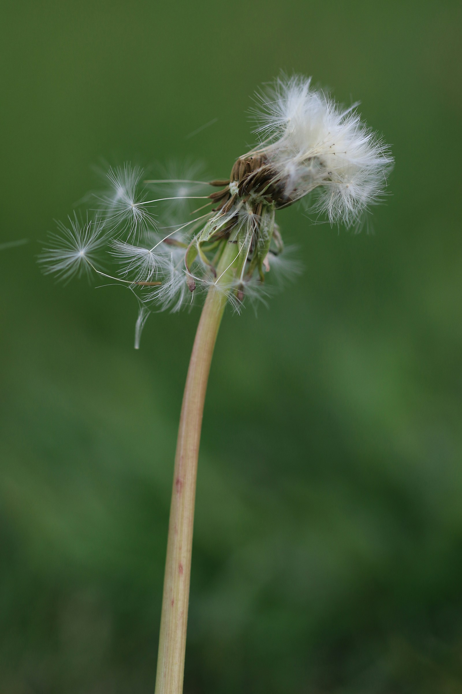 Dandelion.2
