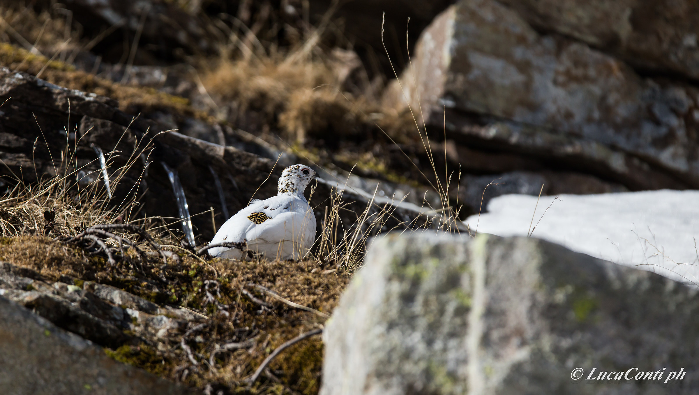 Female Ptarmigan (valsassina)