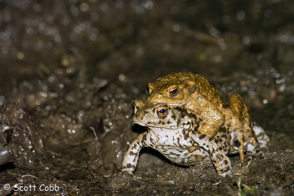 Common Toad in amplexus