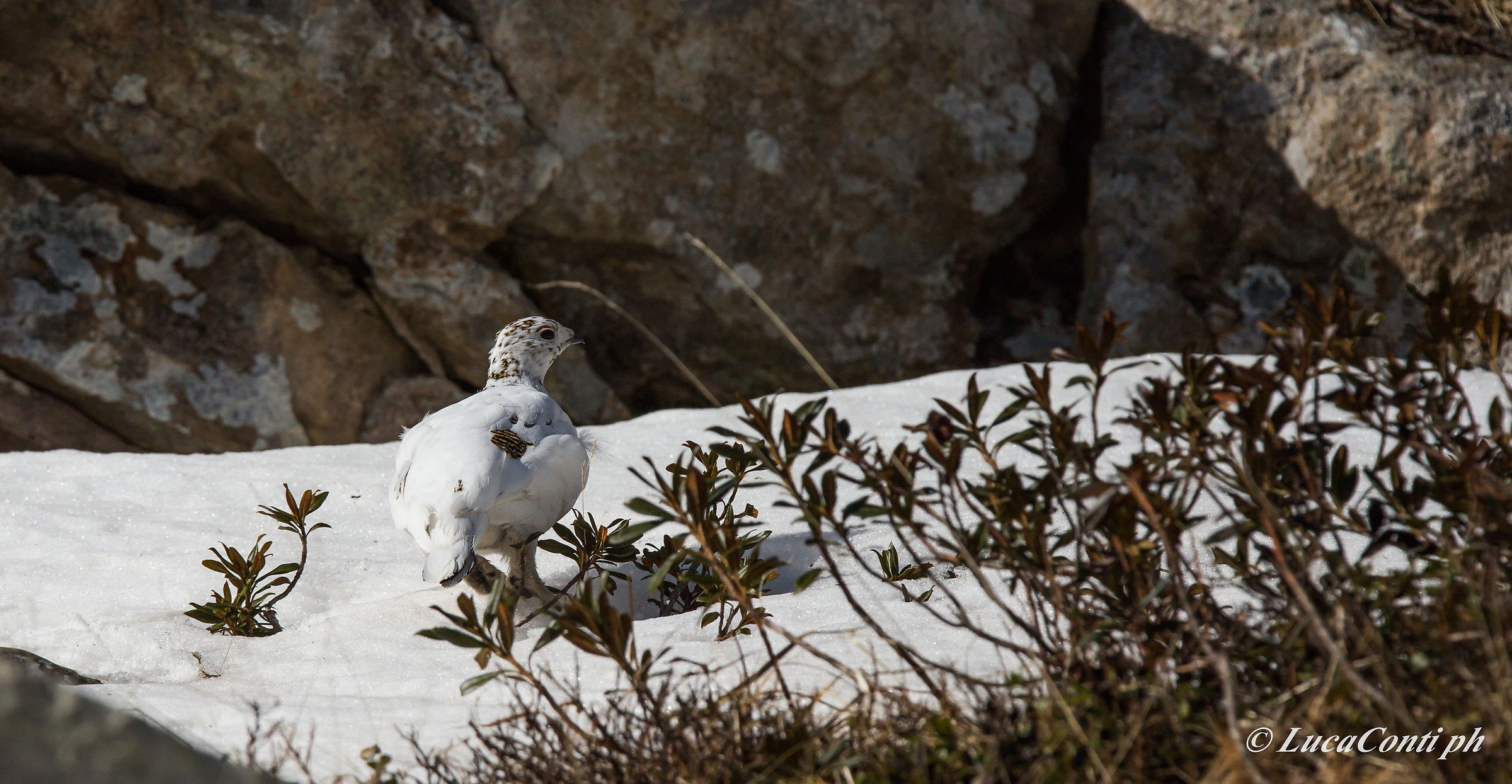 Female Ptarmigan (valsassina)