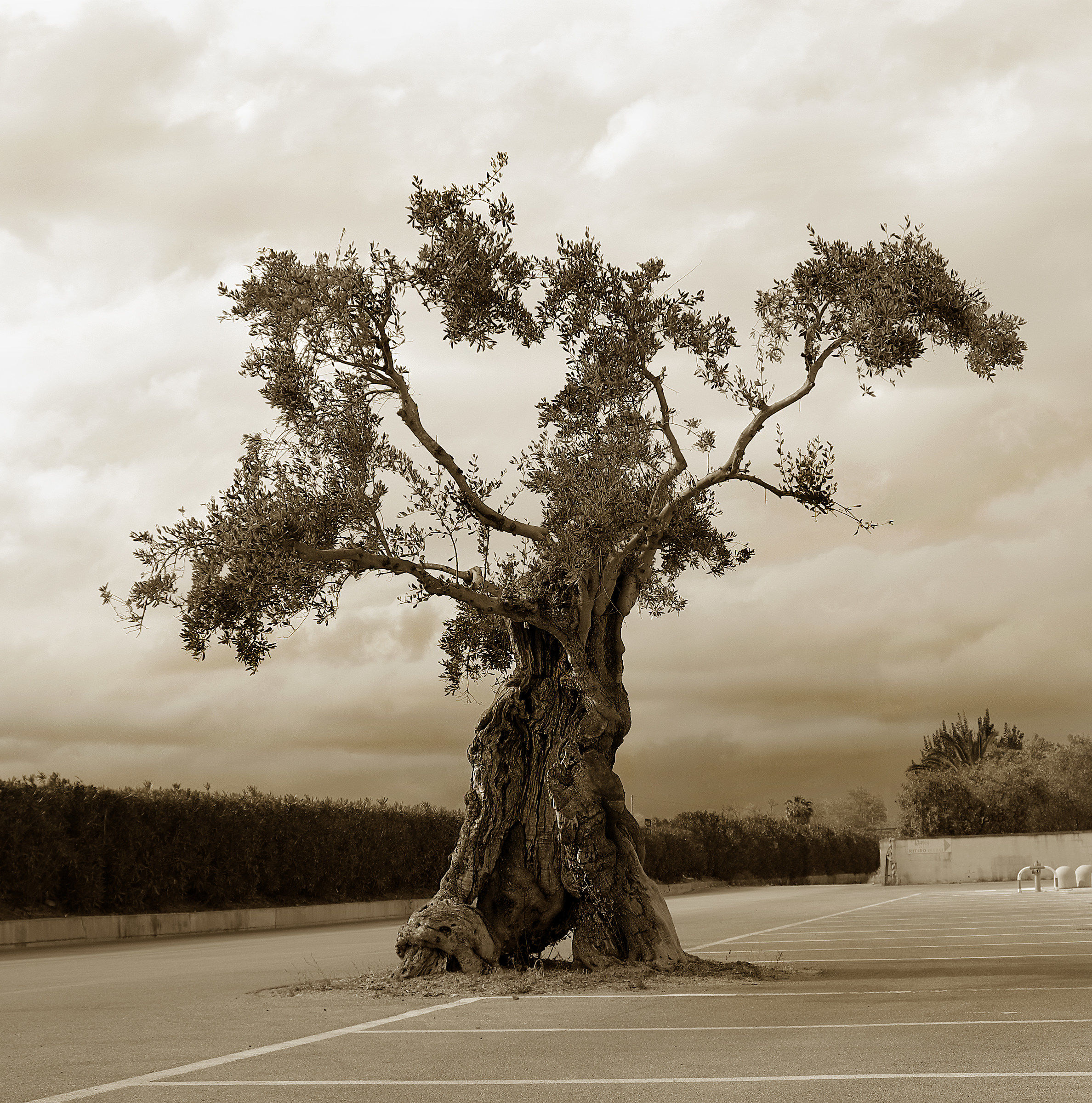 albero di ulivo nel cemento