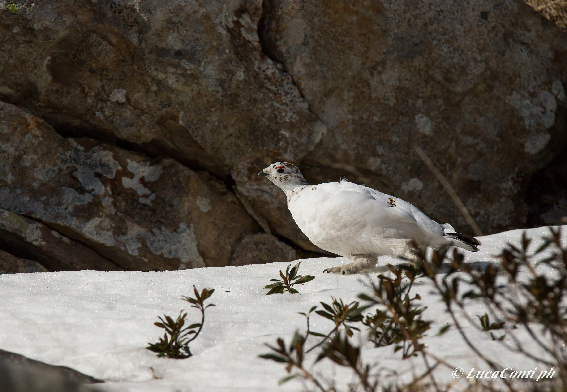 Female Ptarmigan (valsassina)