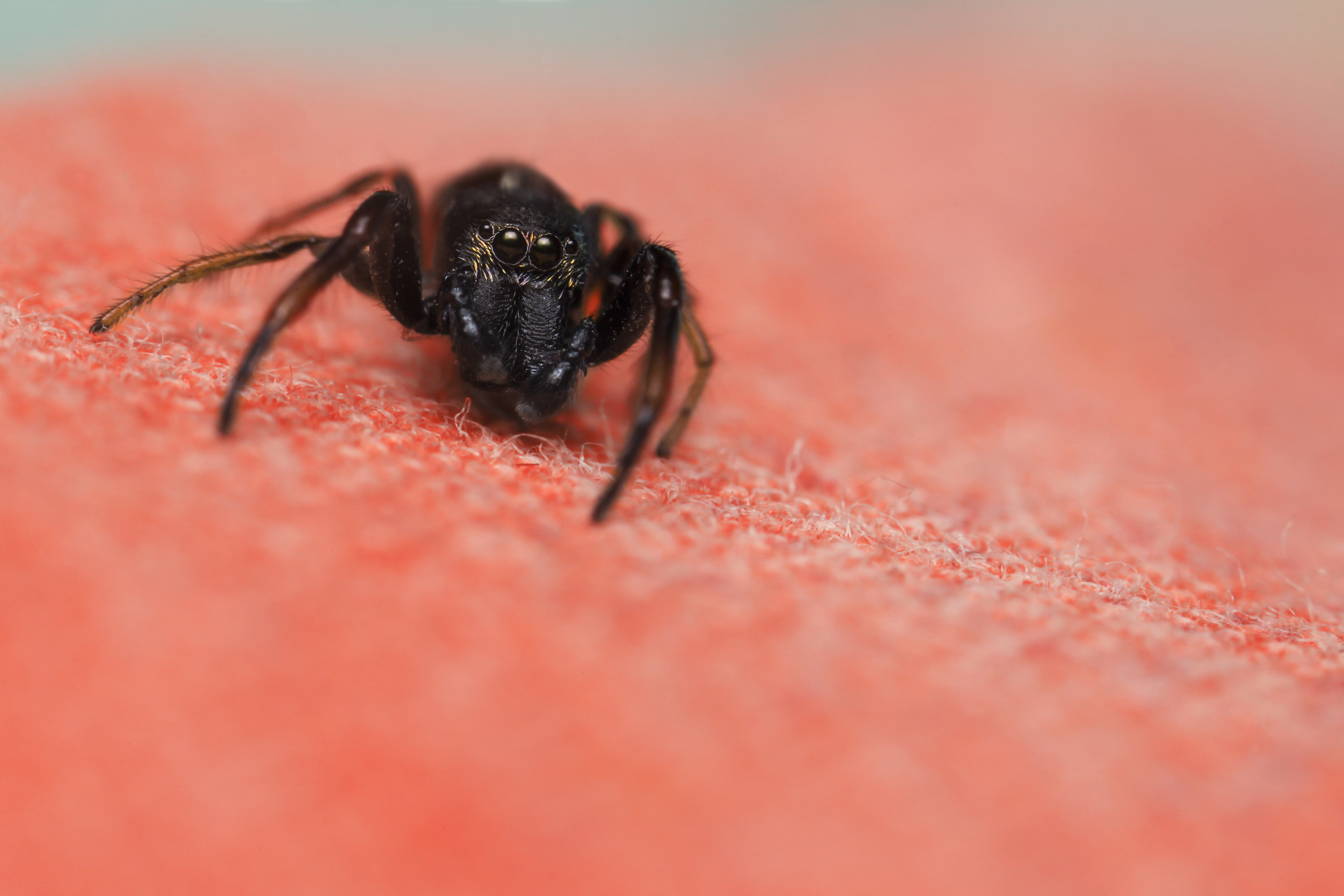 jumping spiders