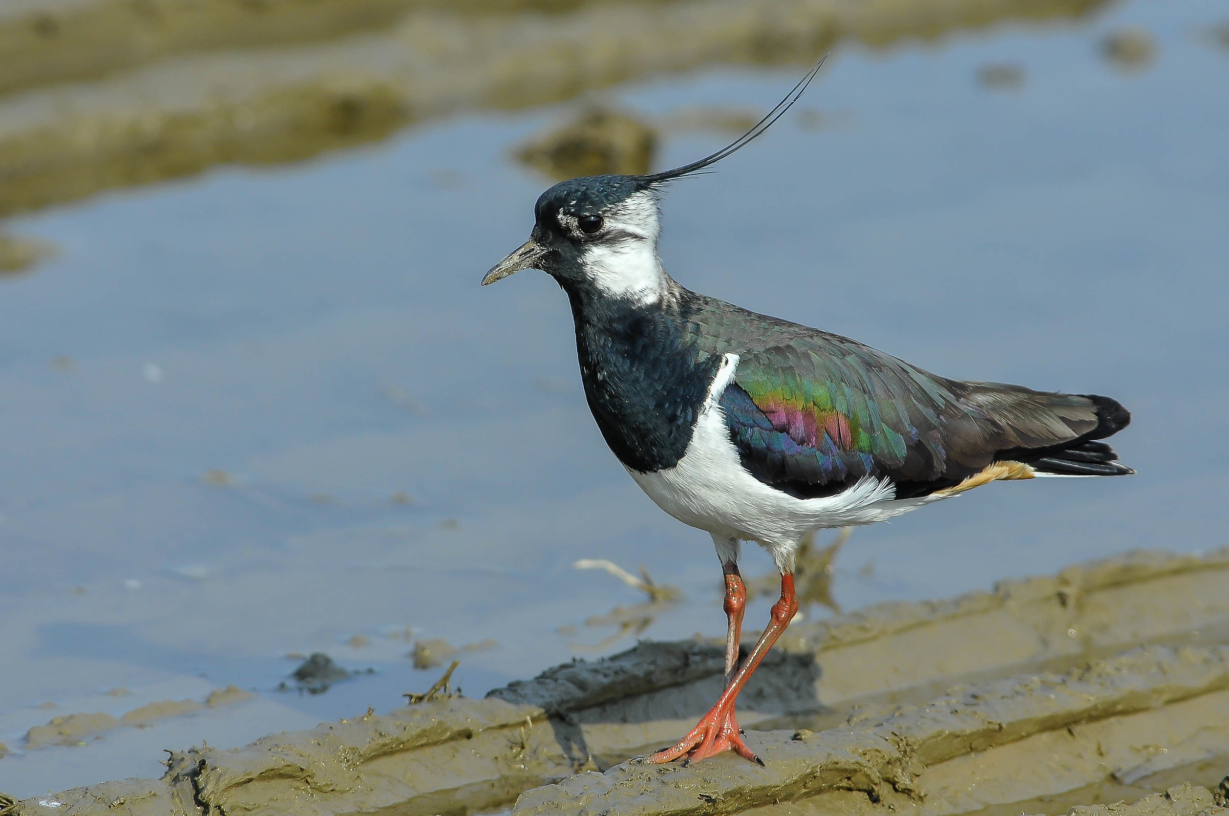 Lapwing