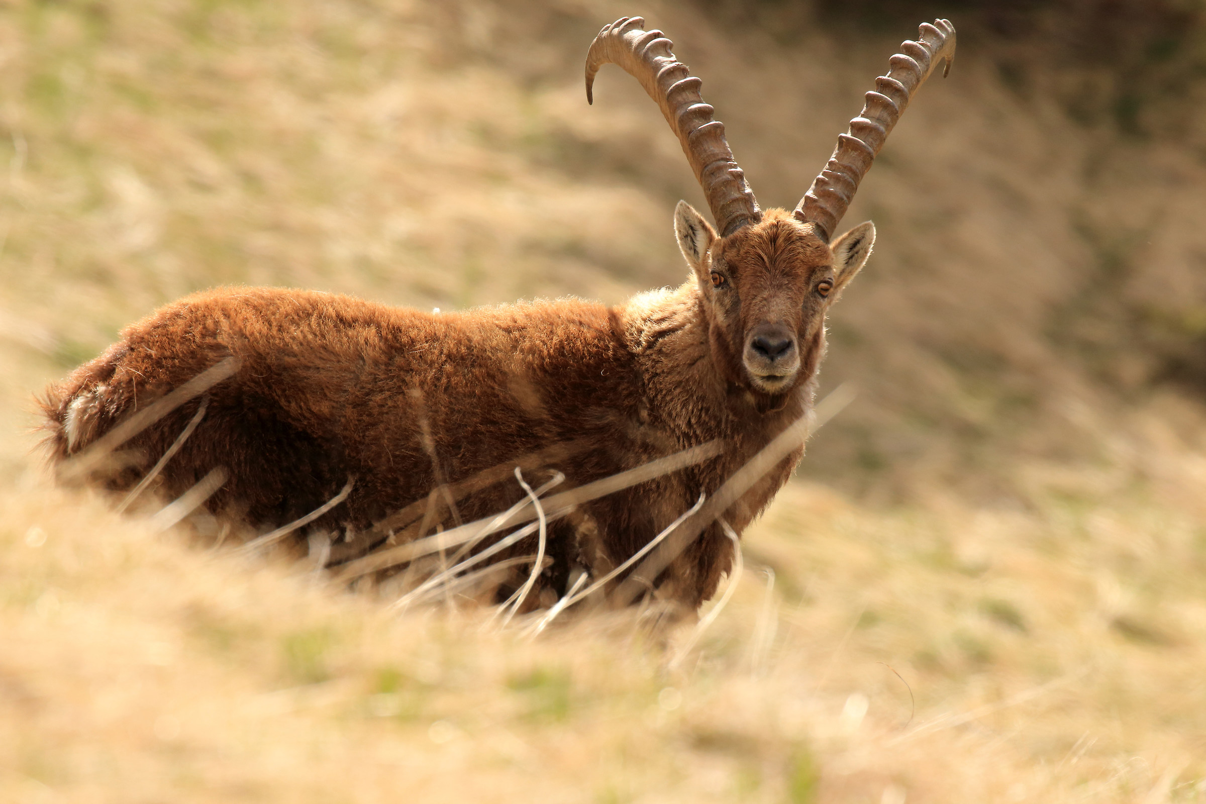 profilo di luce sullo stambecco