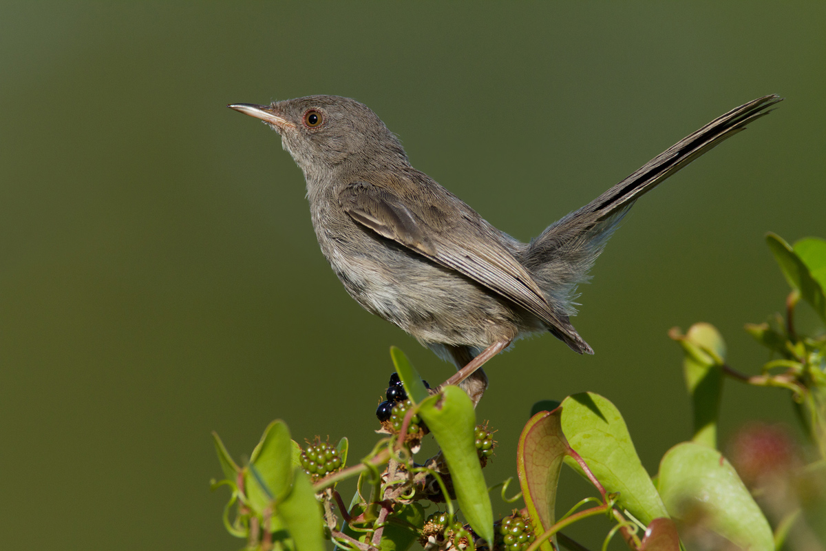 Sardinian warbler