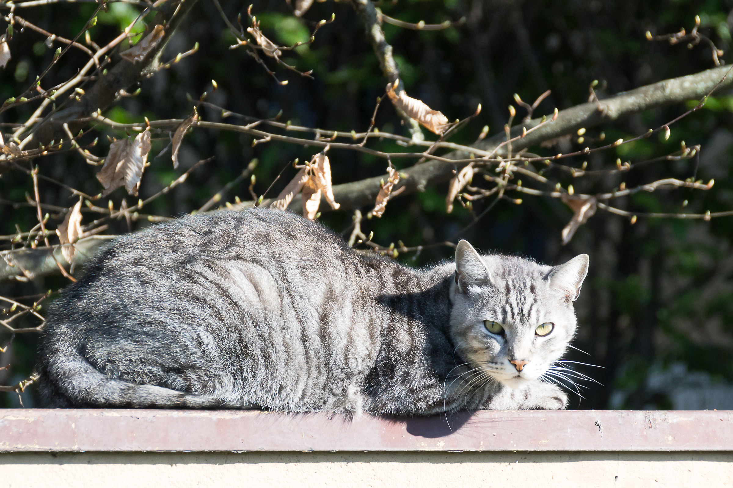 Cosa hai da guardare ?