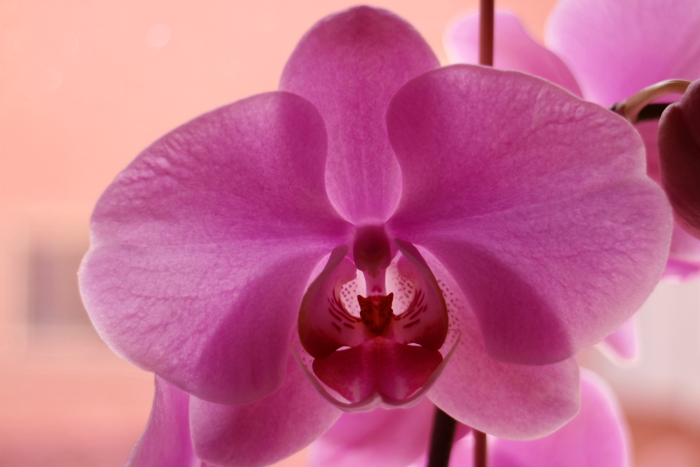 Orchidea