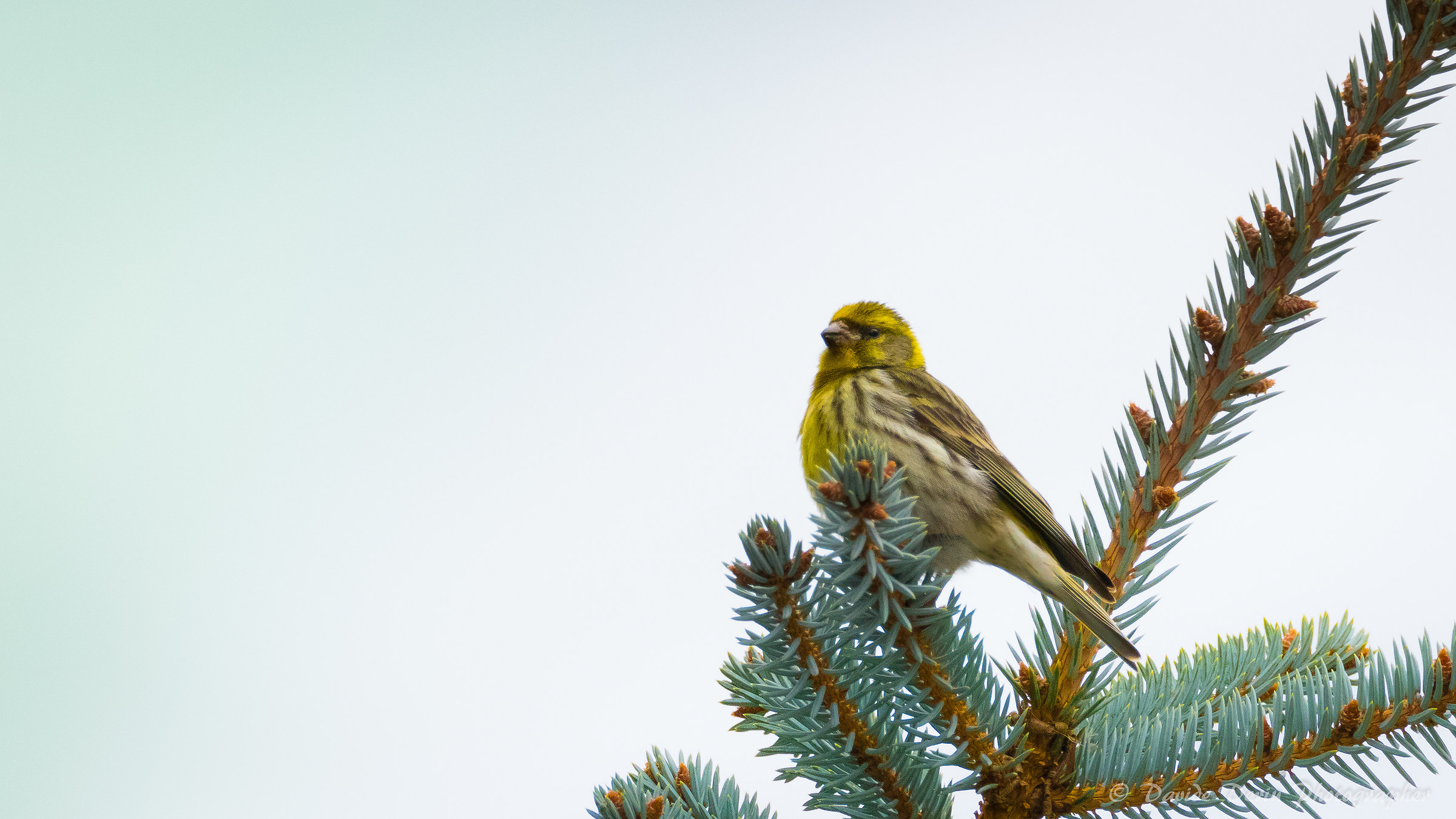 Yellow Bunting