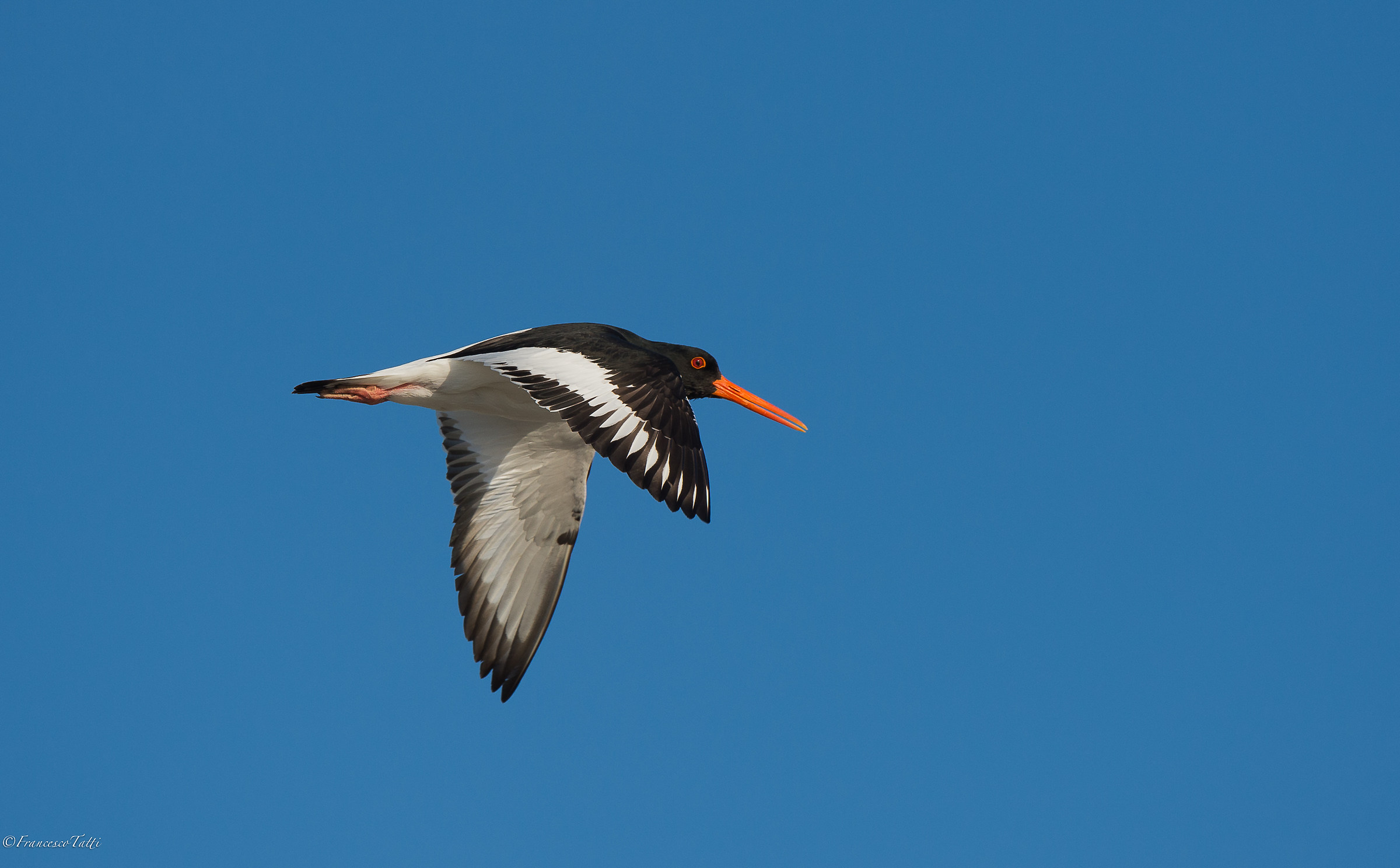 Oystercatcher
