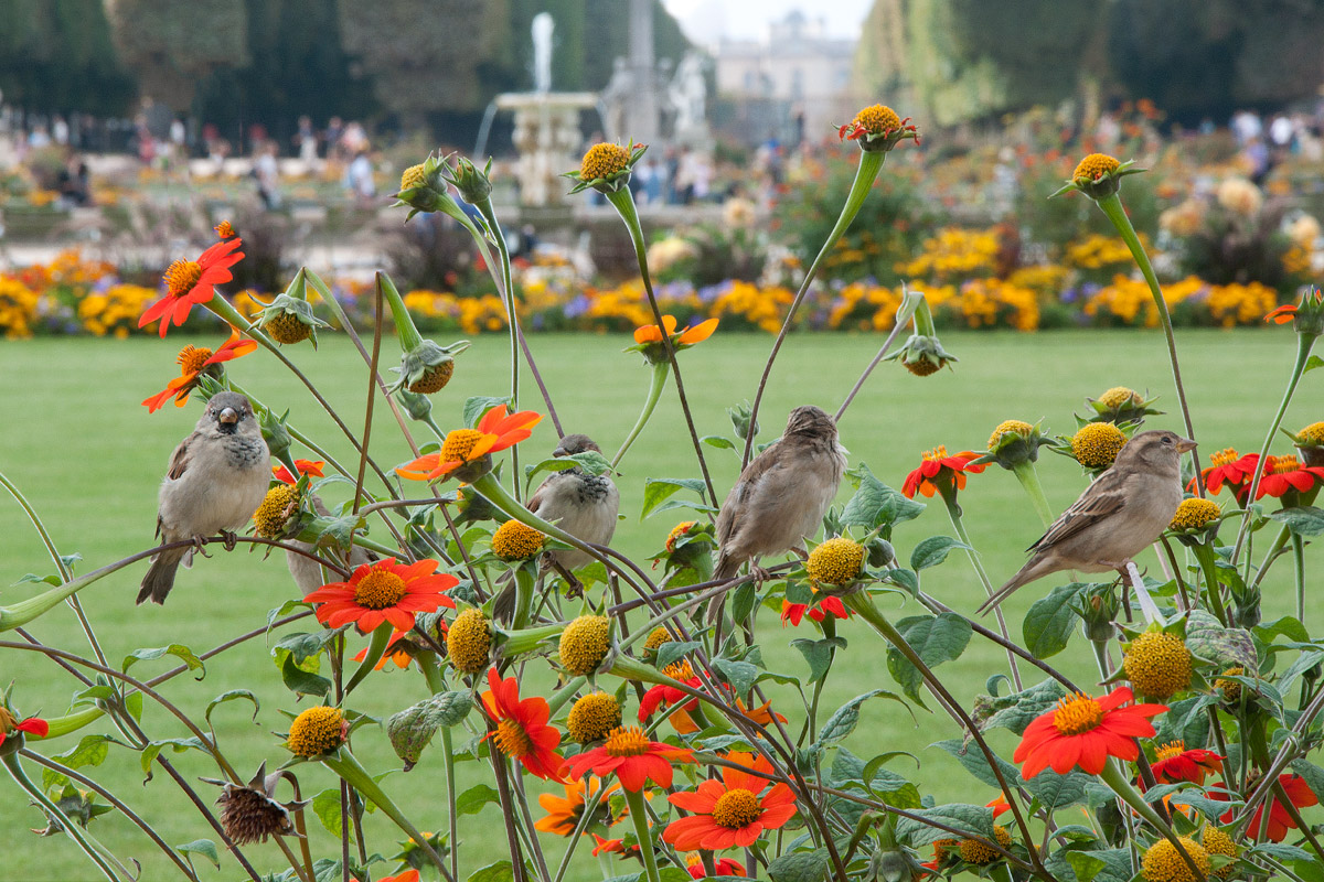 Jardin du Luxembourg - Paris