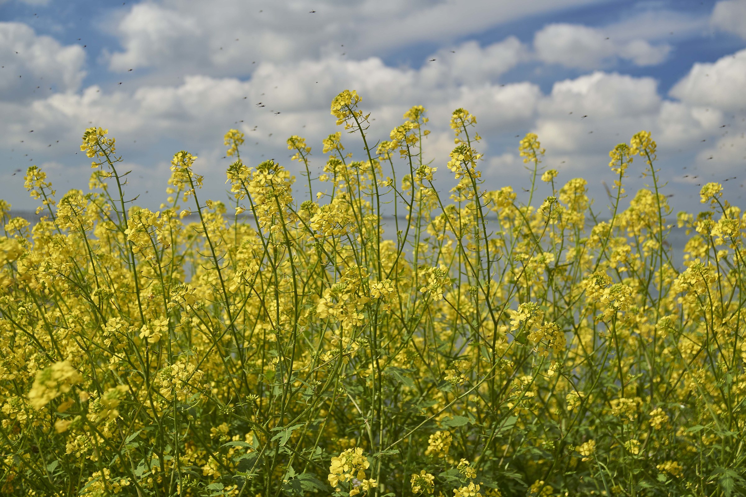 Scardovari Sacca / 6