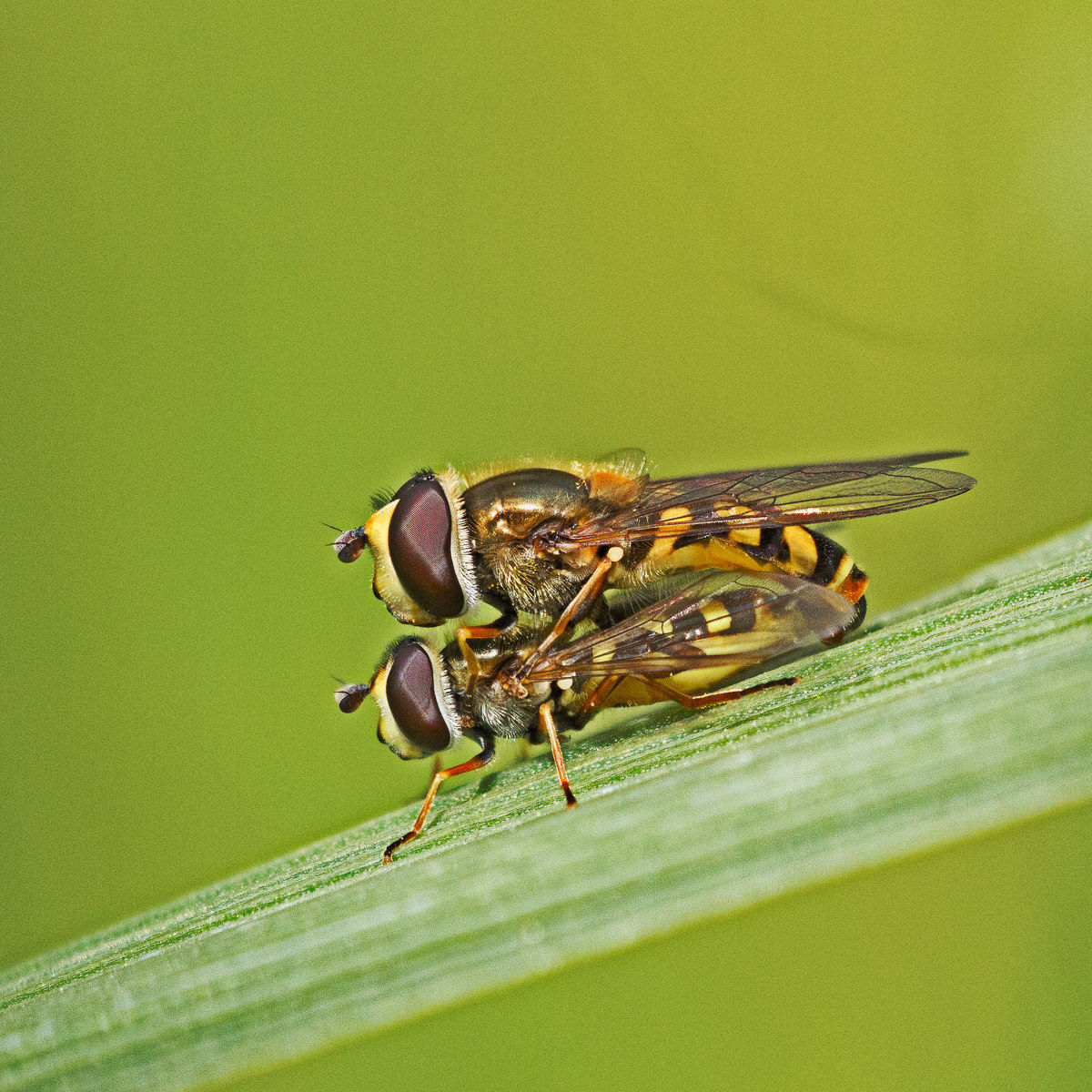 Sirfidi in accoppiamento