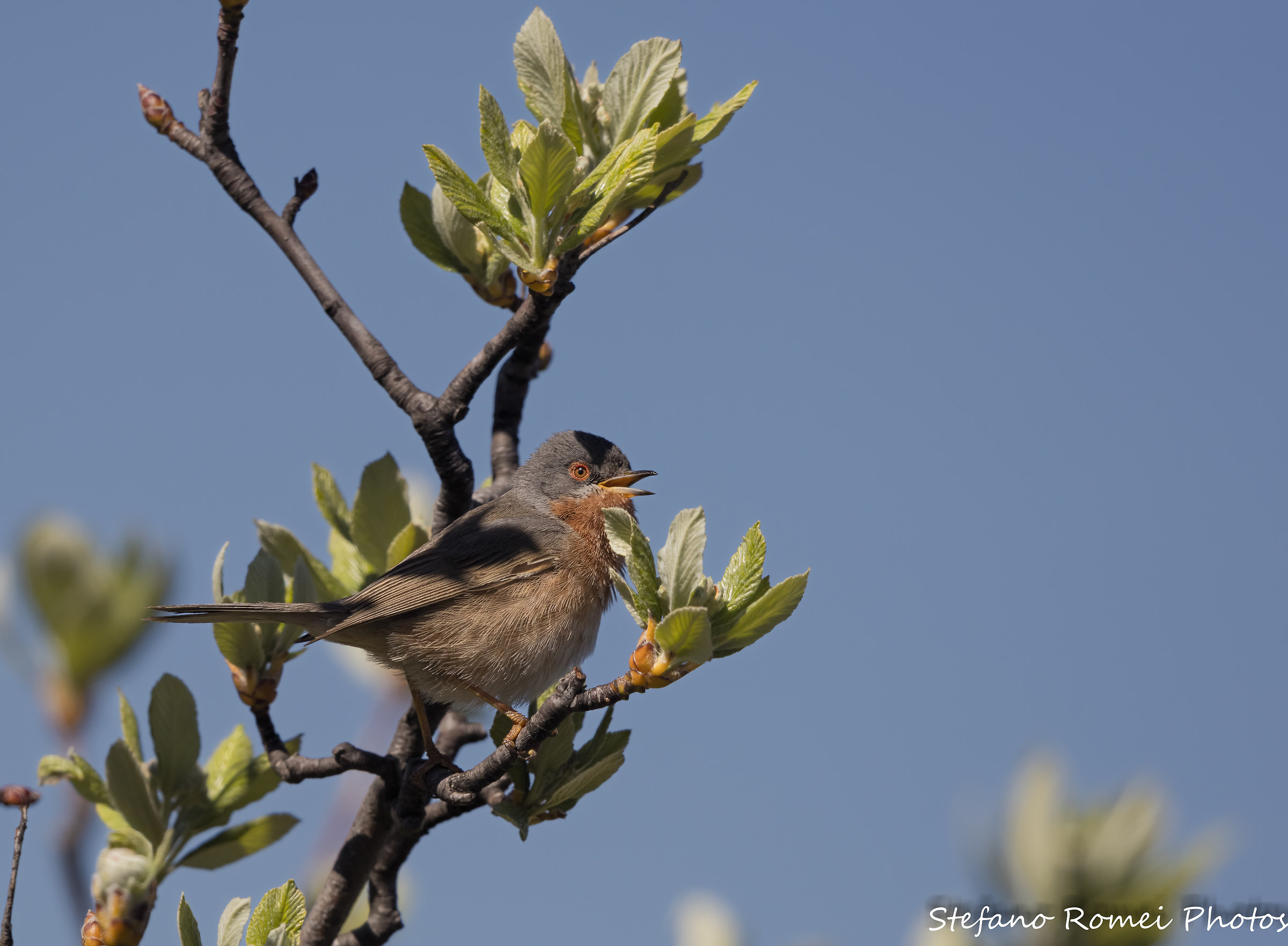 the answer to my questions .....