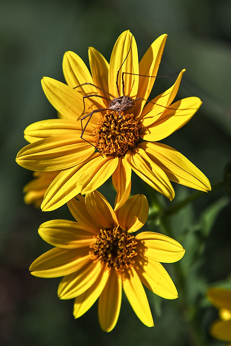 m' ama non m' ama ...