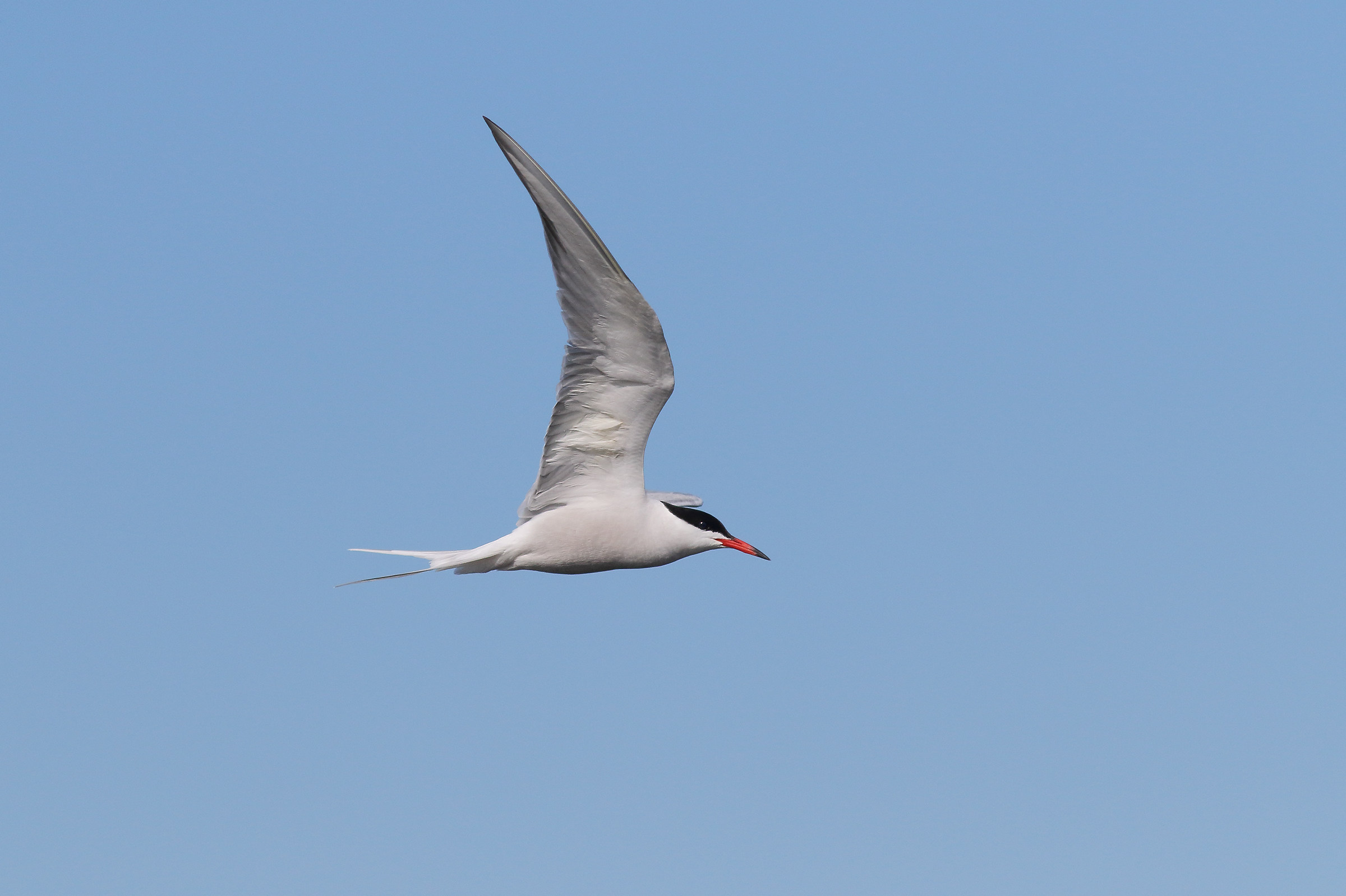 Tern