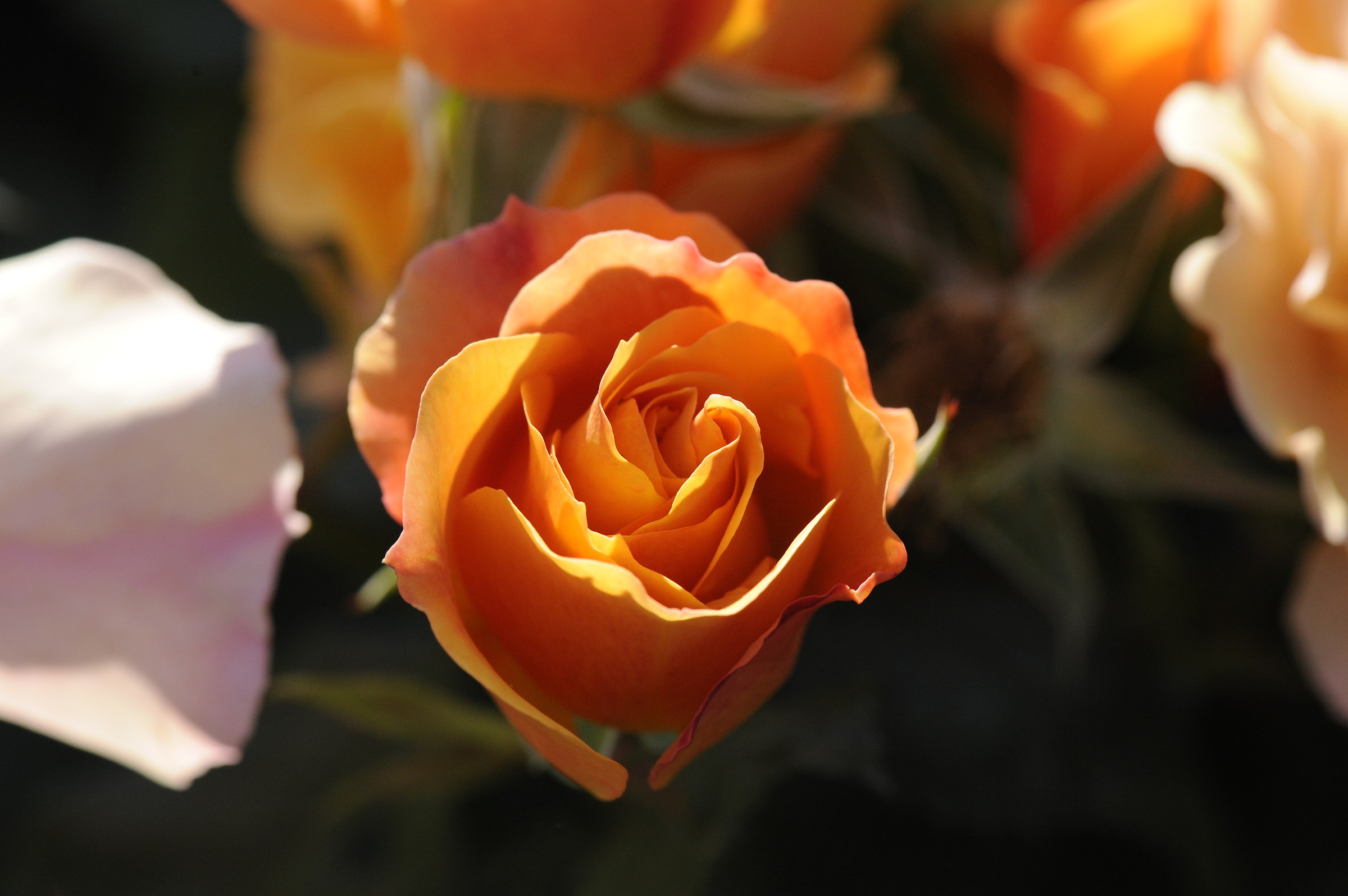 the rose garden in Rome