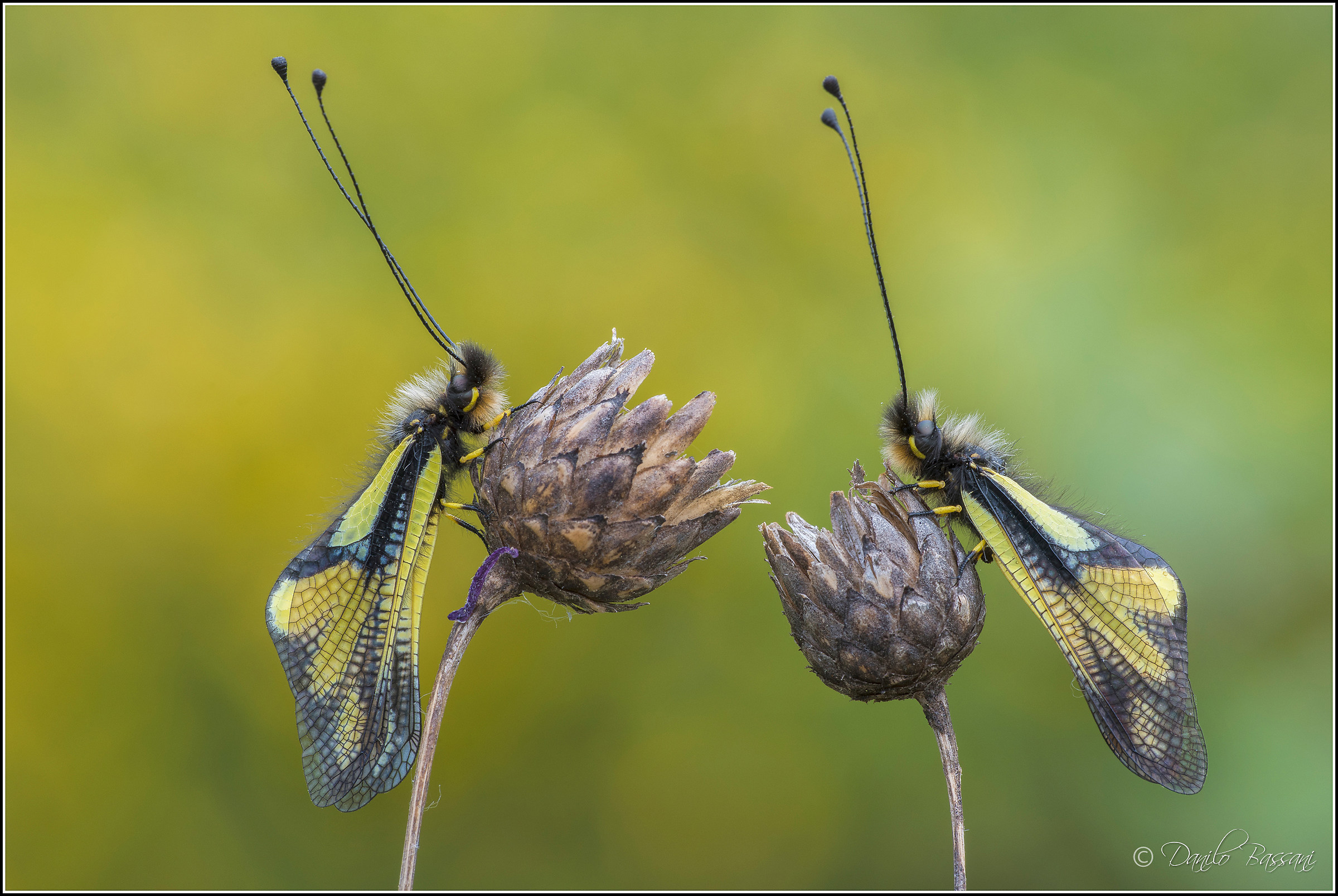 Libelloides Coccajus
