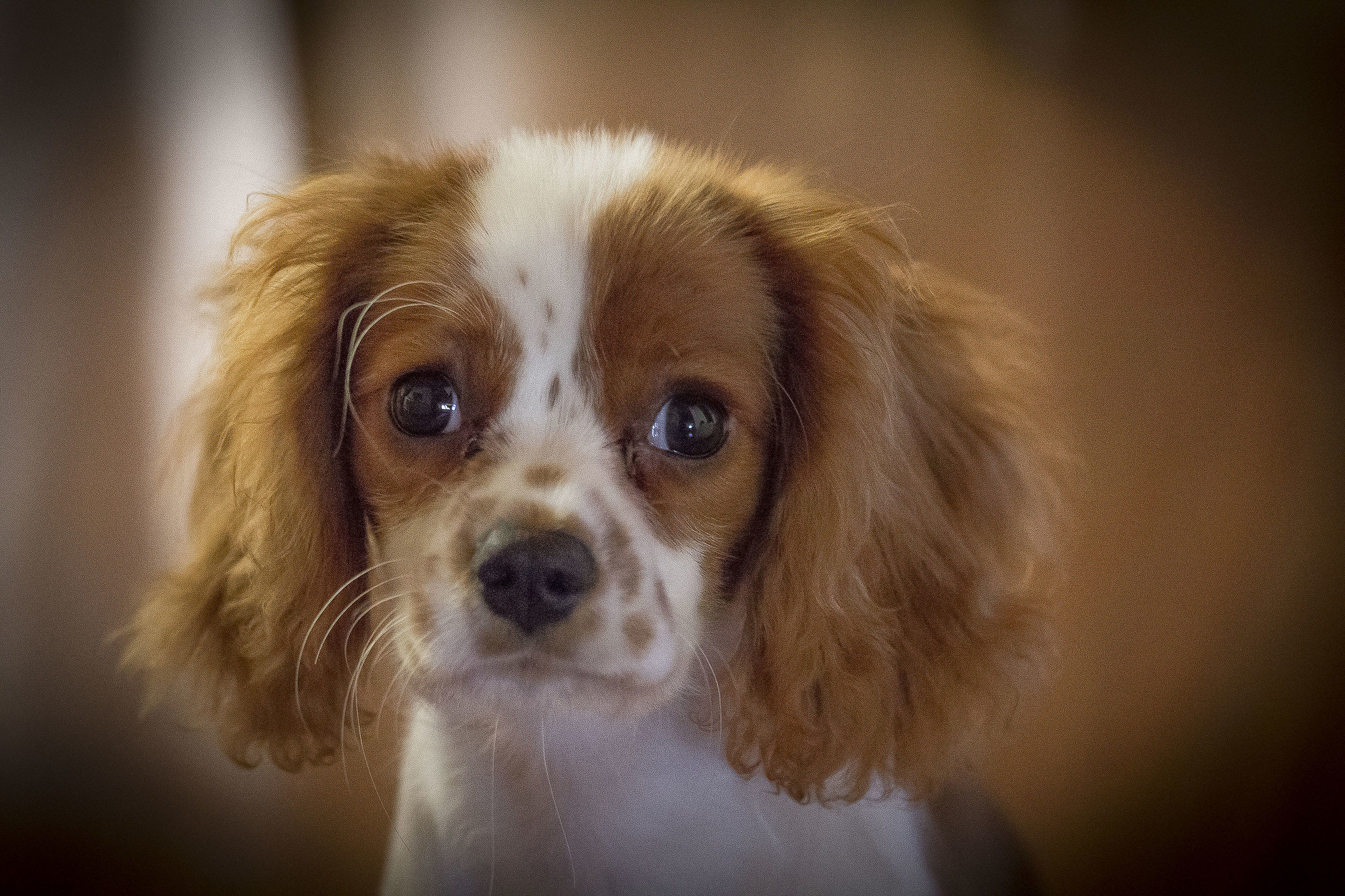 I give me a biscuit?