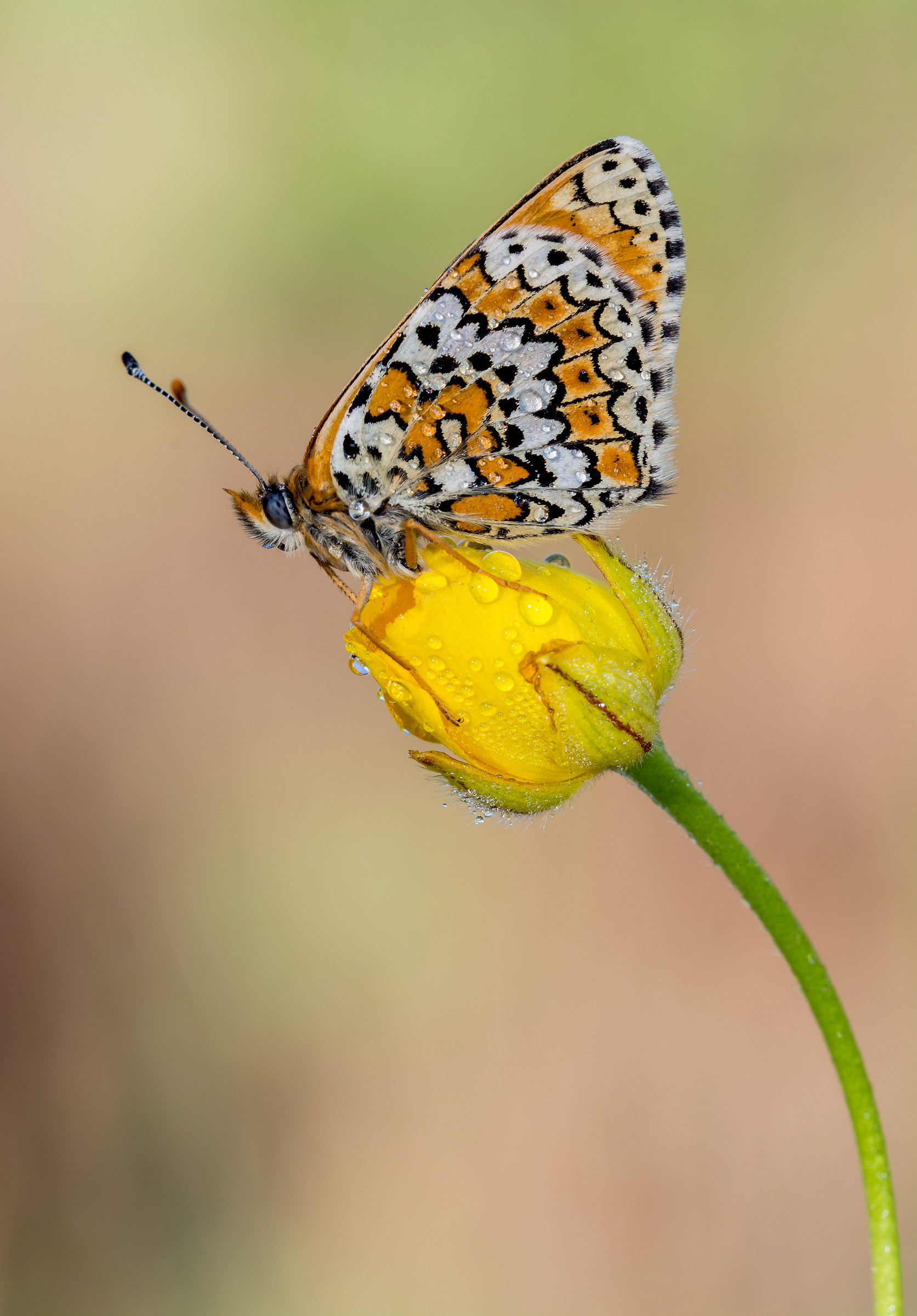 melitaea cinxia