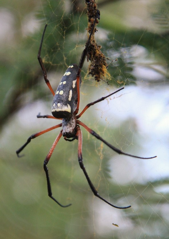 Nella tela del ragno