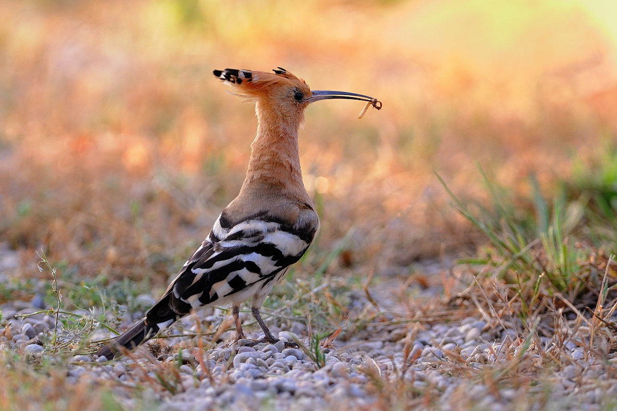 Hoopoe