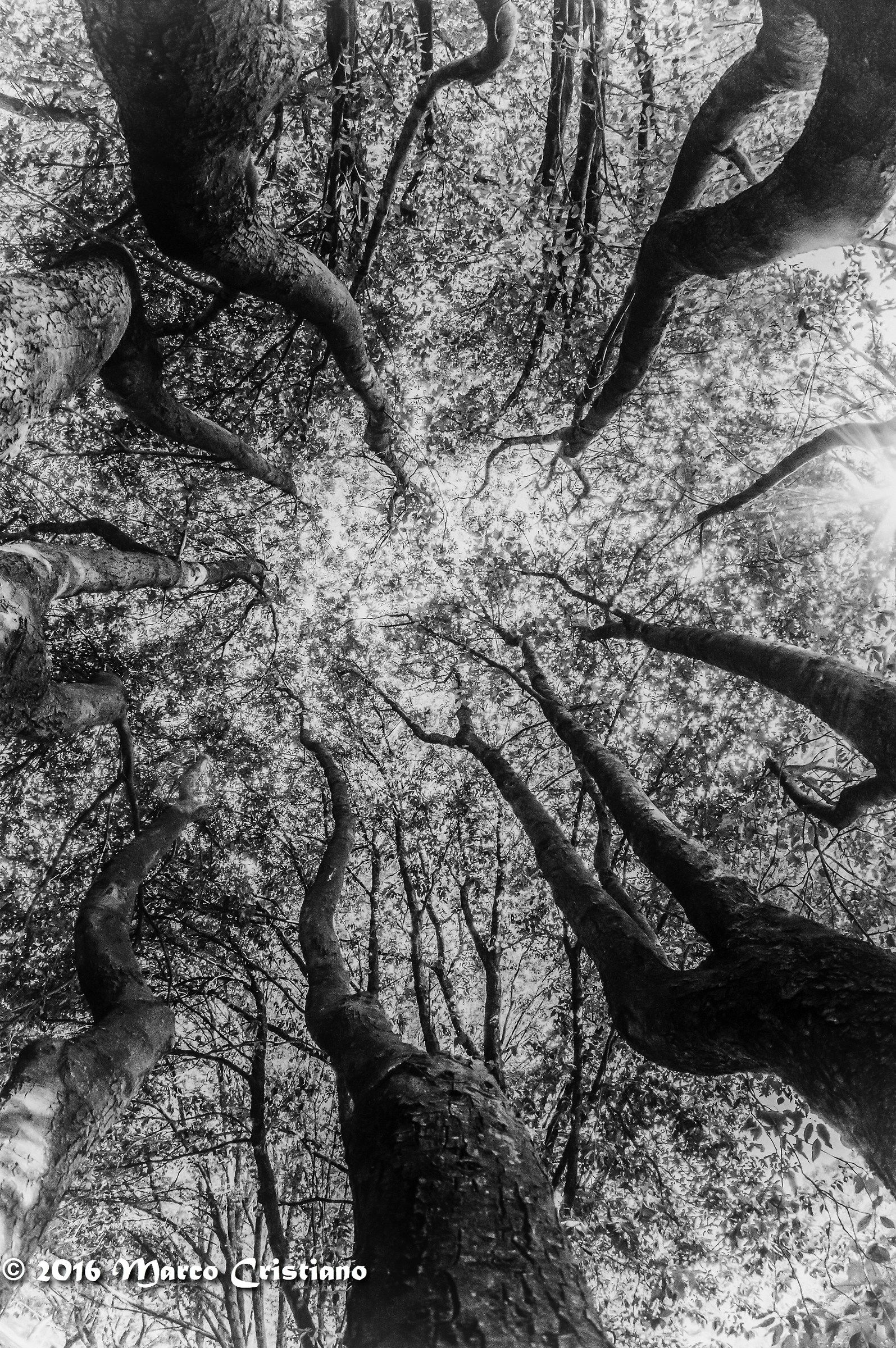 L'abbraccio di un albero...