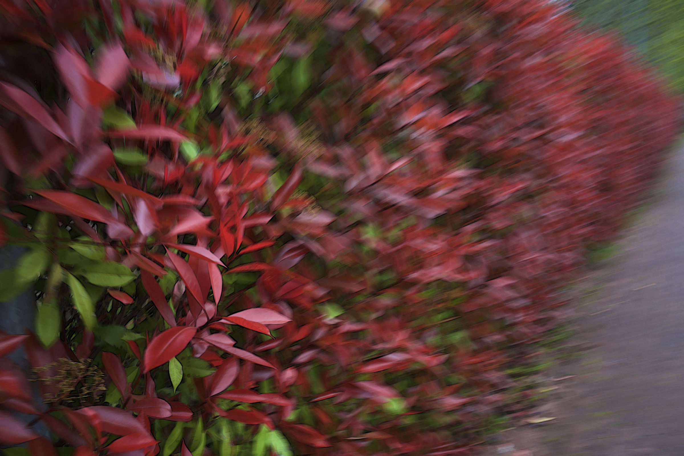 Walking along the hedge