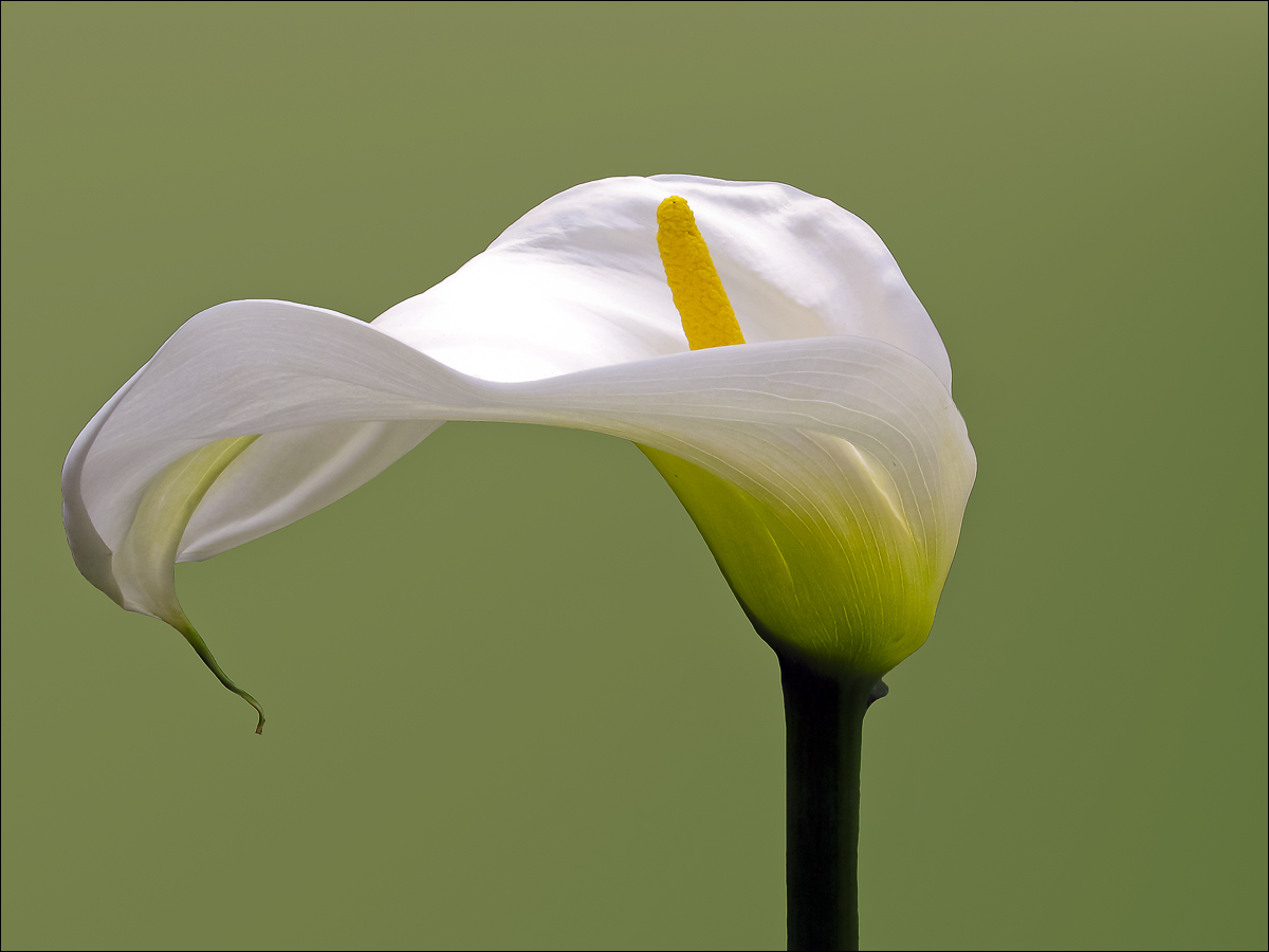 Calla
