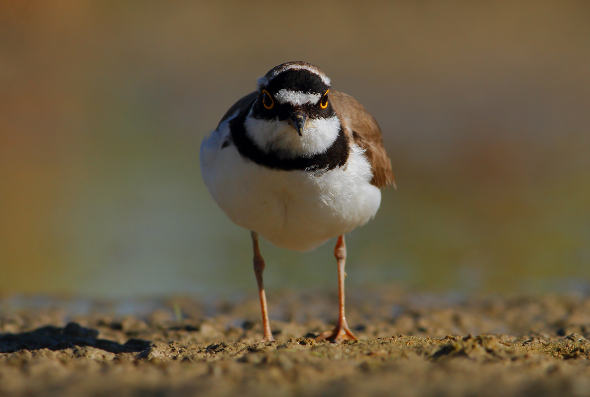 little Ringed Plover