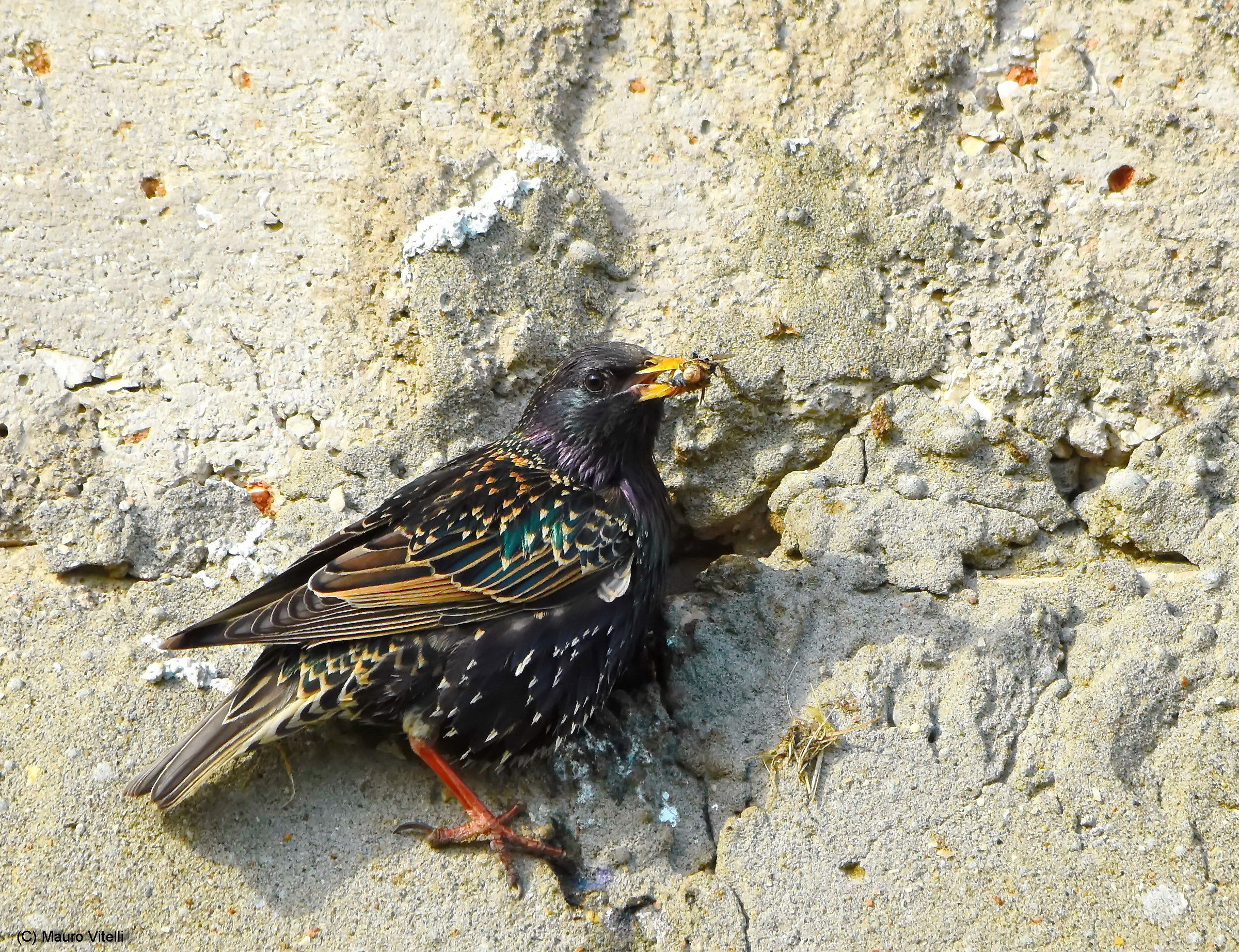 Reversal to the nest