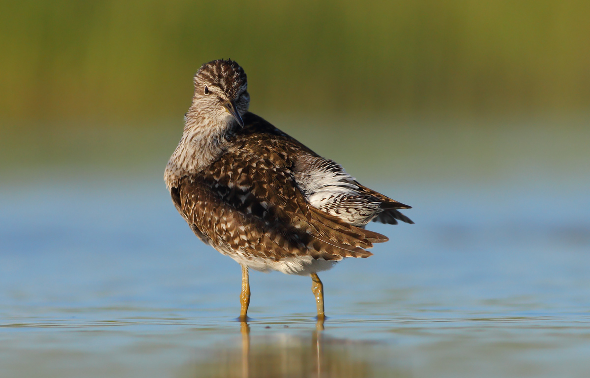 Wood Sandpiper