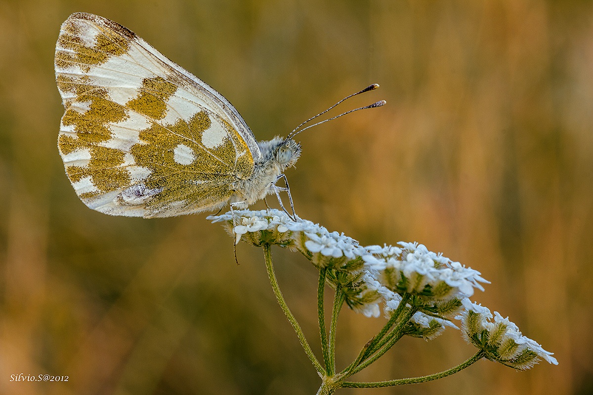 Pieride (pontia edusa)