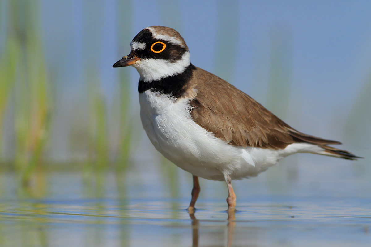 little Ringed Plover