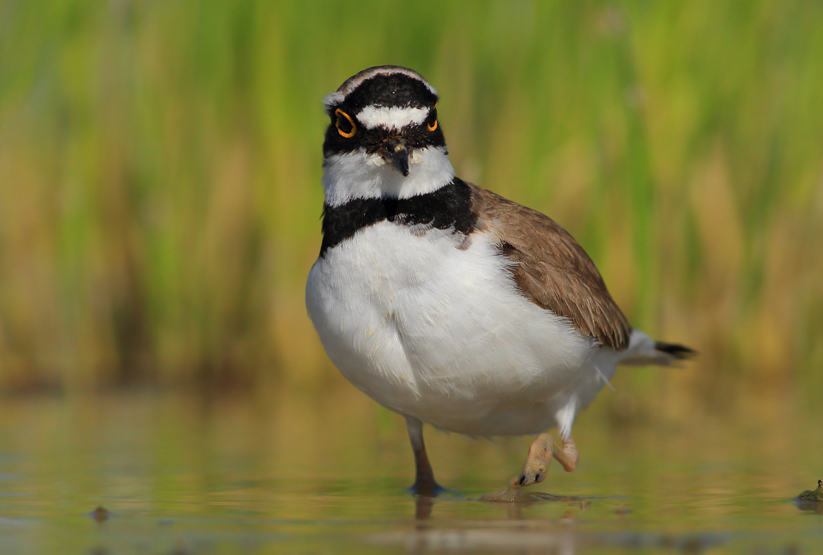 I mirror on the lens