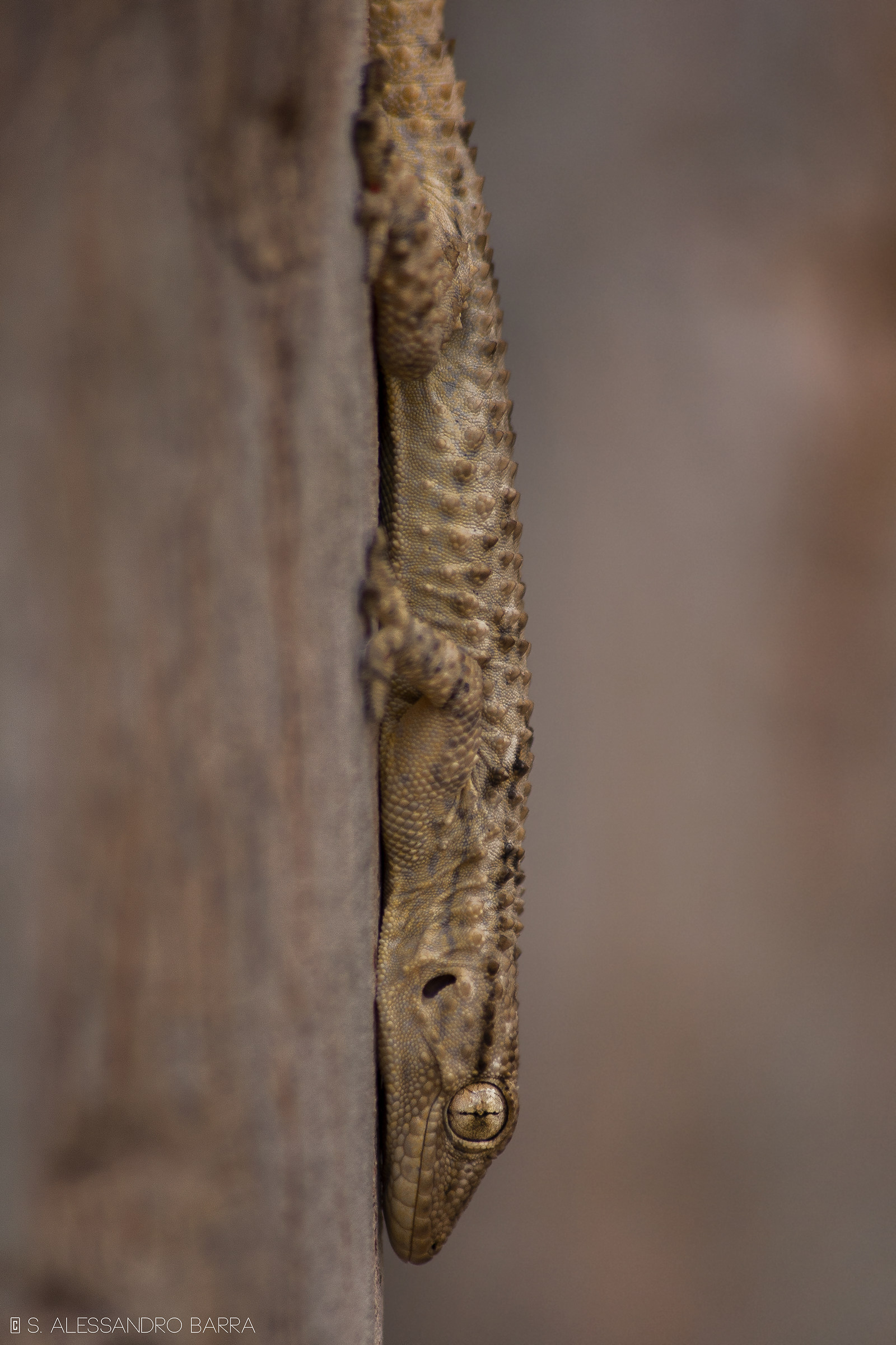 Tarentola mauritanica
