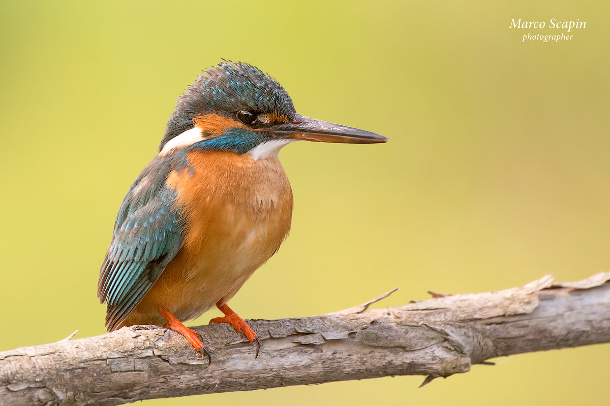 Kingfisher