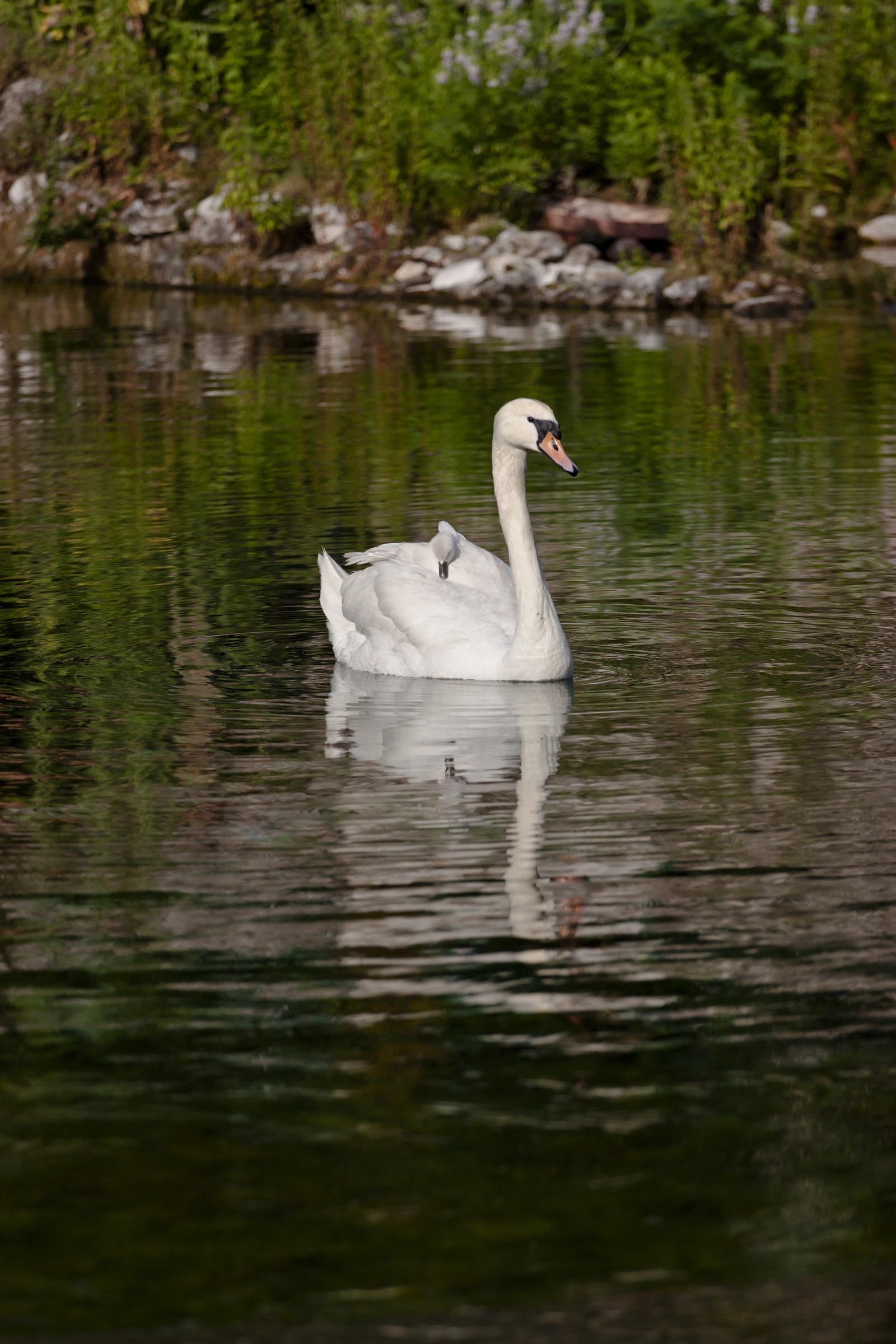 Cigno con il piccolo a bordo