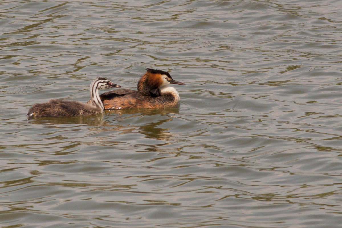 Grebe and small