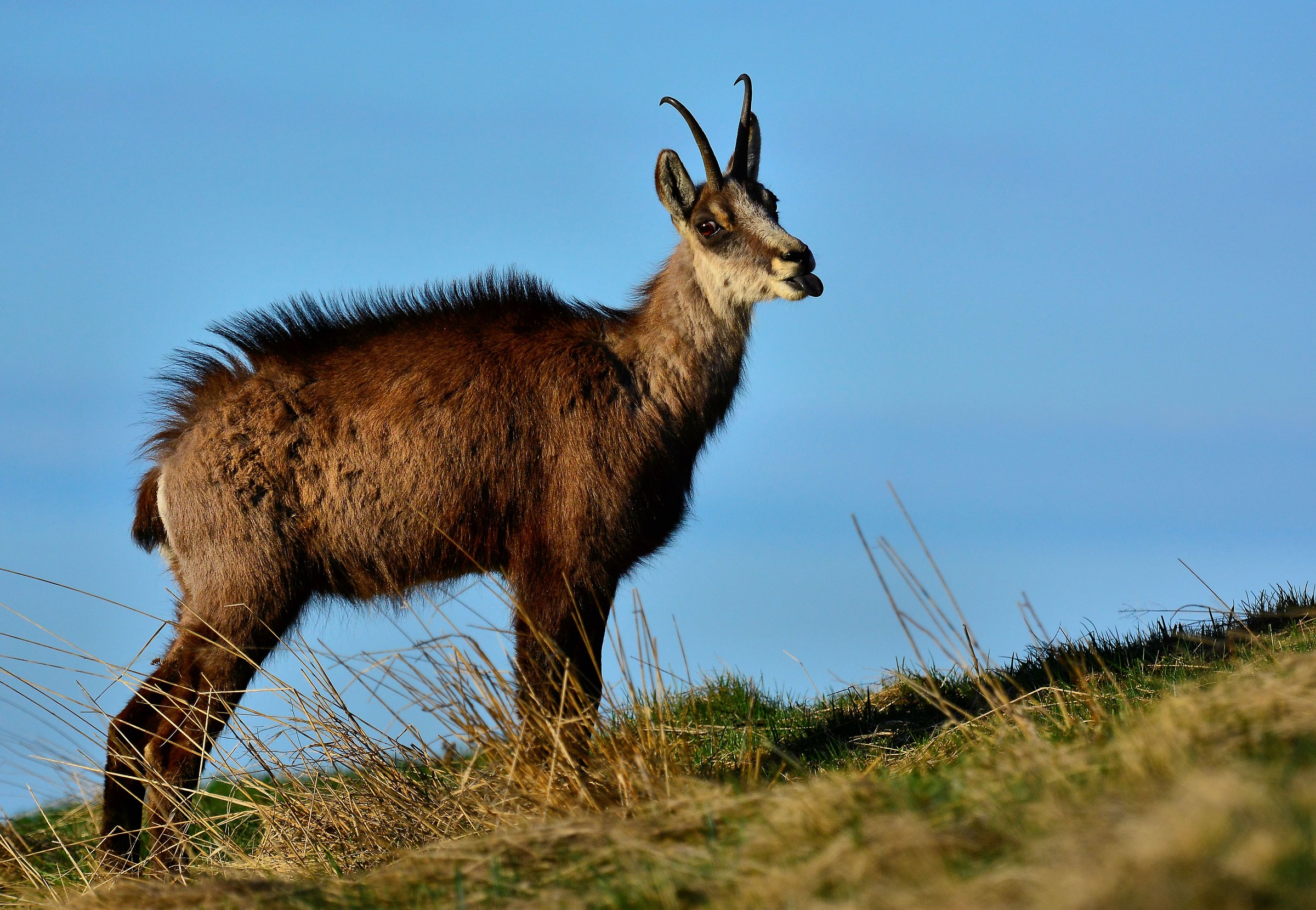 Birbone D'alta vetta