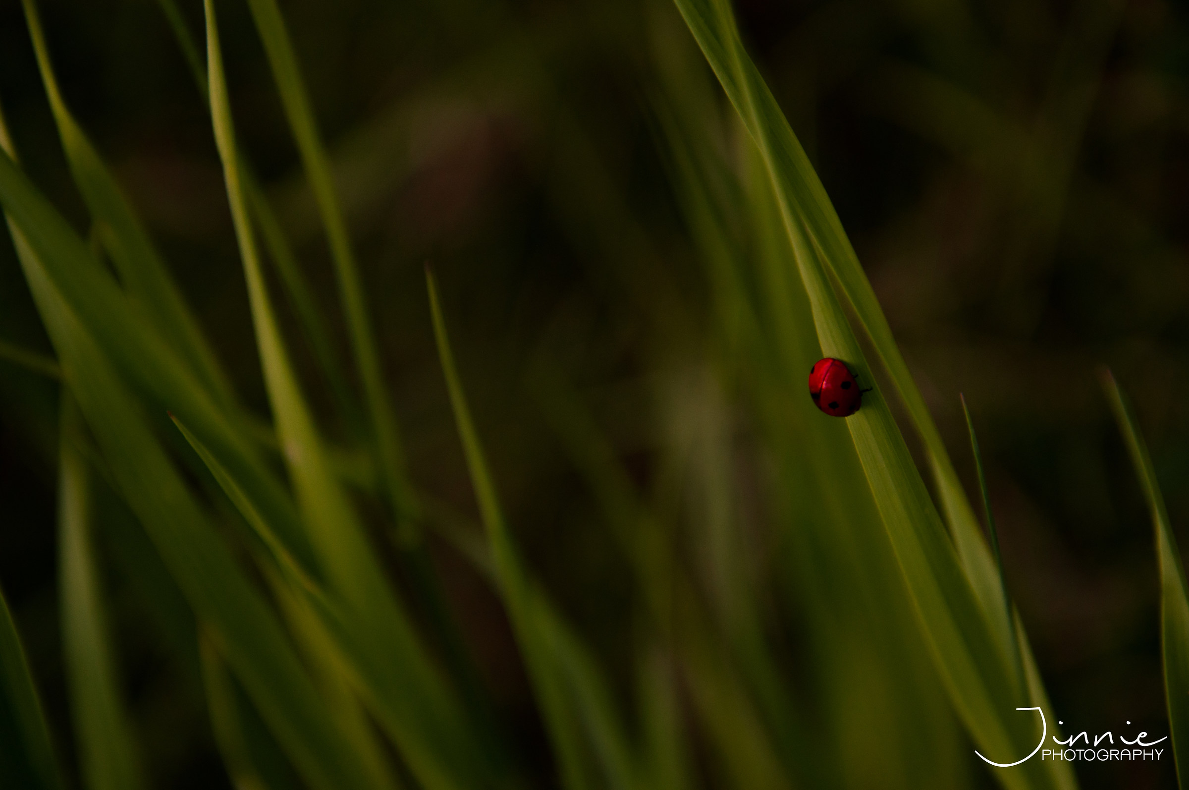 Ladybug