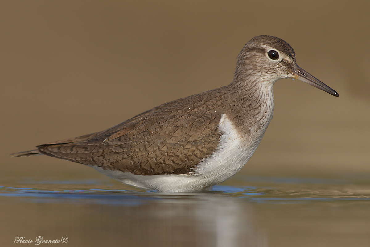 sandpiper