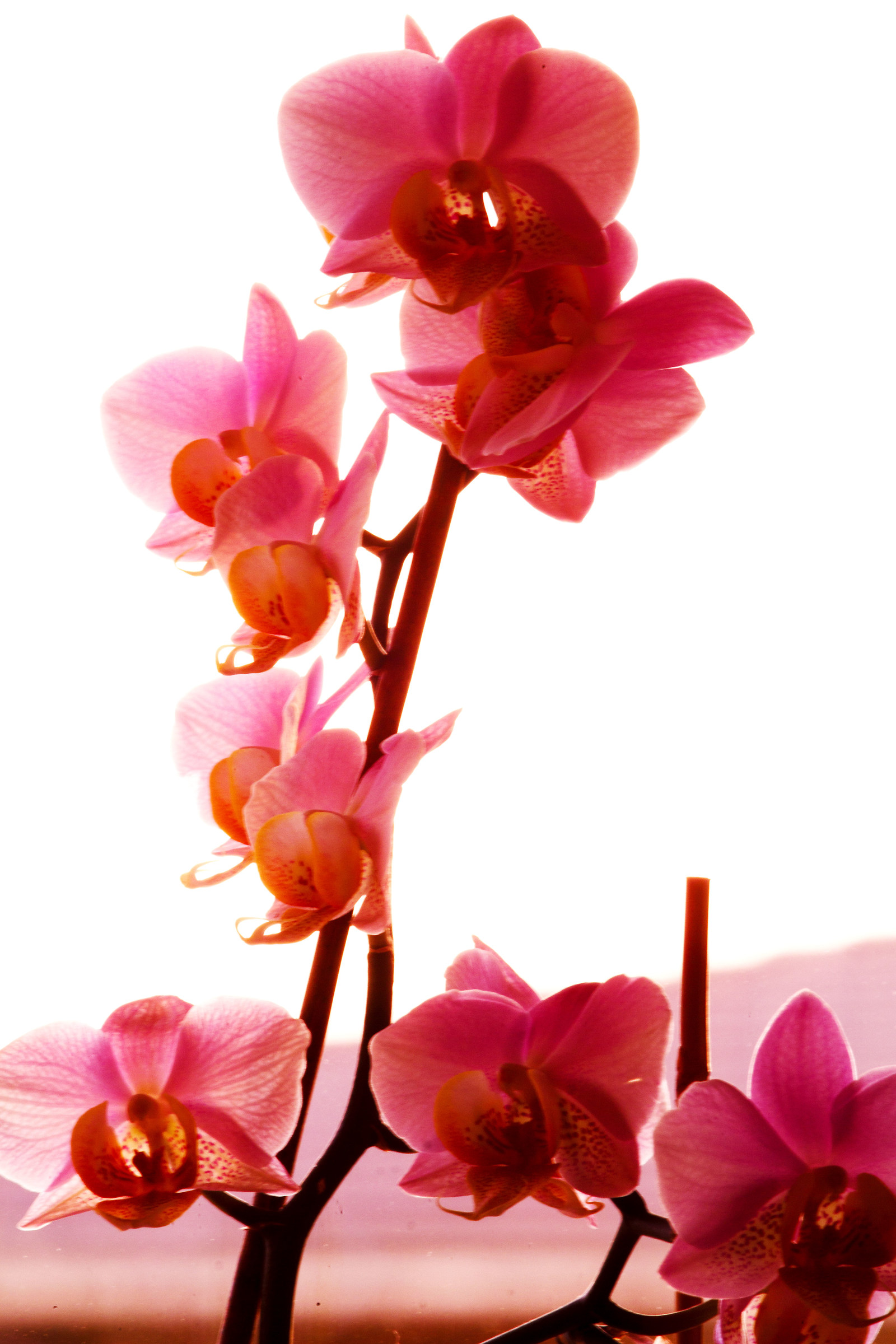 Orchidea