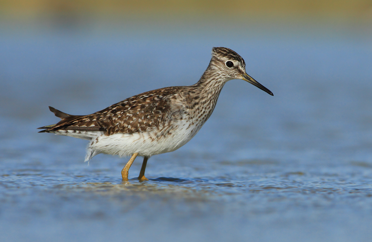 Wood Sandpiper