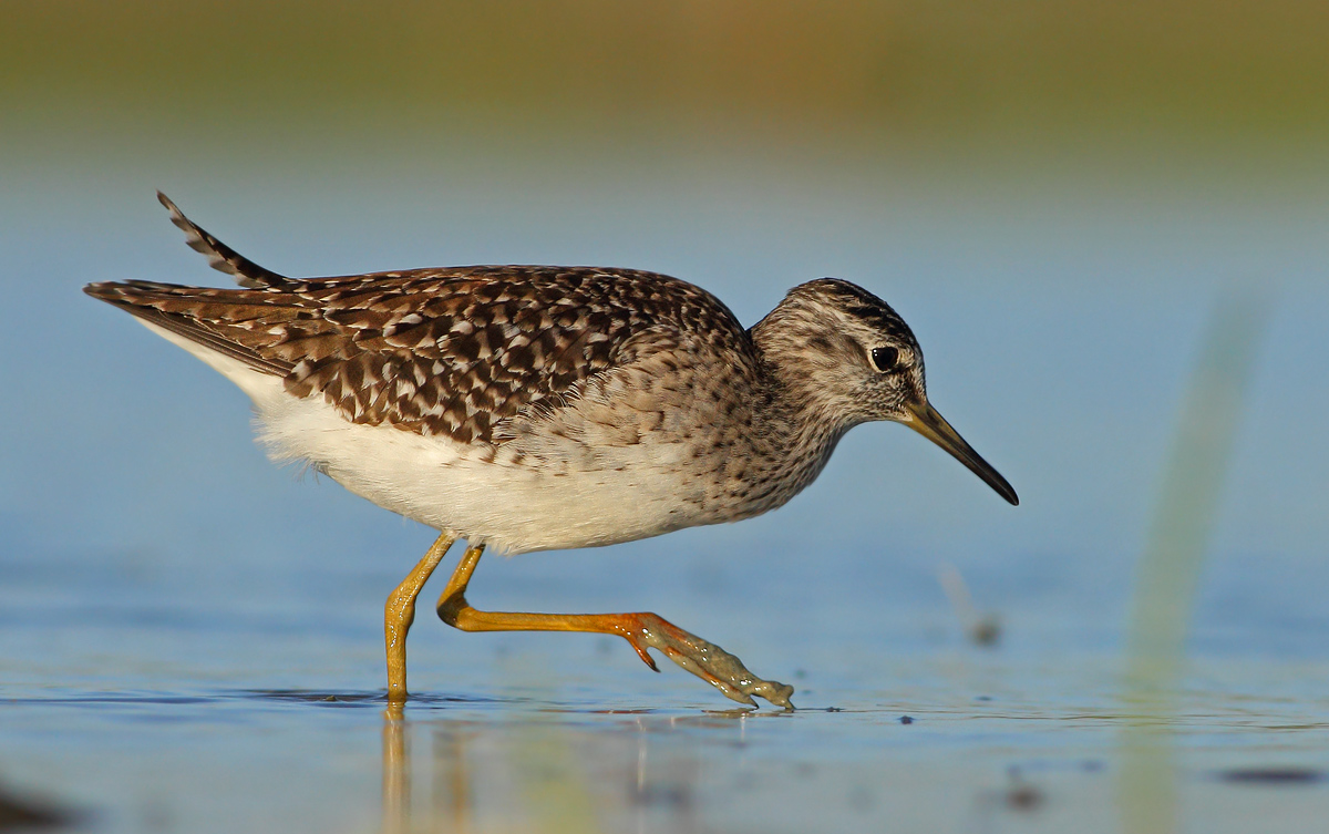 Wood Sandpiper