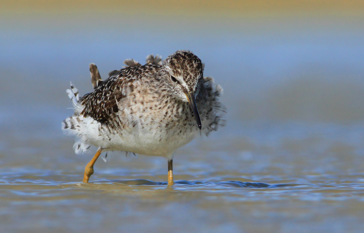 Wood Sandpiper